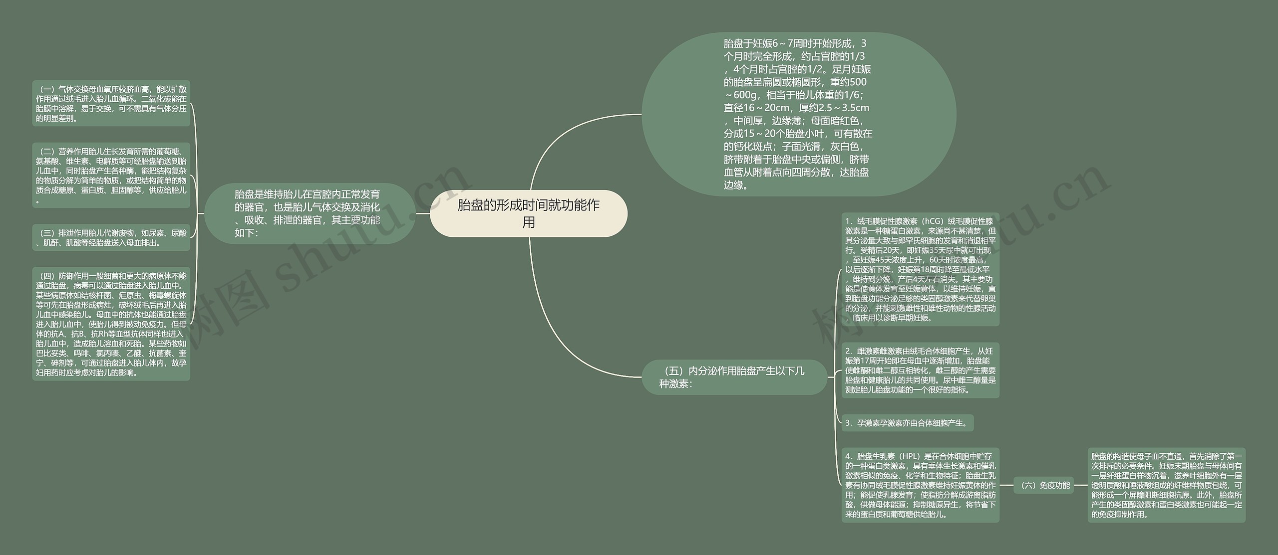 胎盘的形成时间就功能作用思维导图