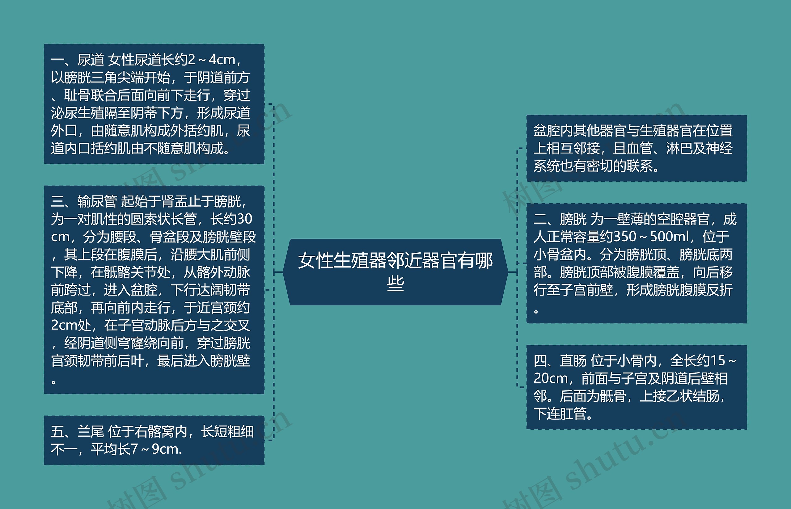 女性生殖器邻近器官有哪些 女性生殖器邻近器官有哪些