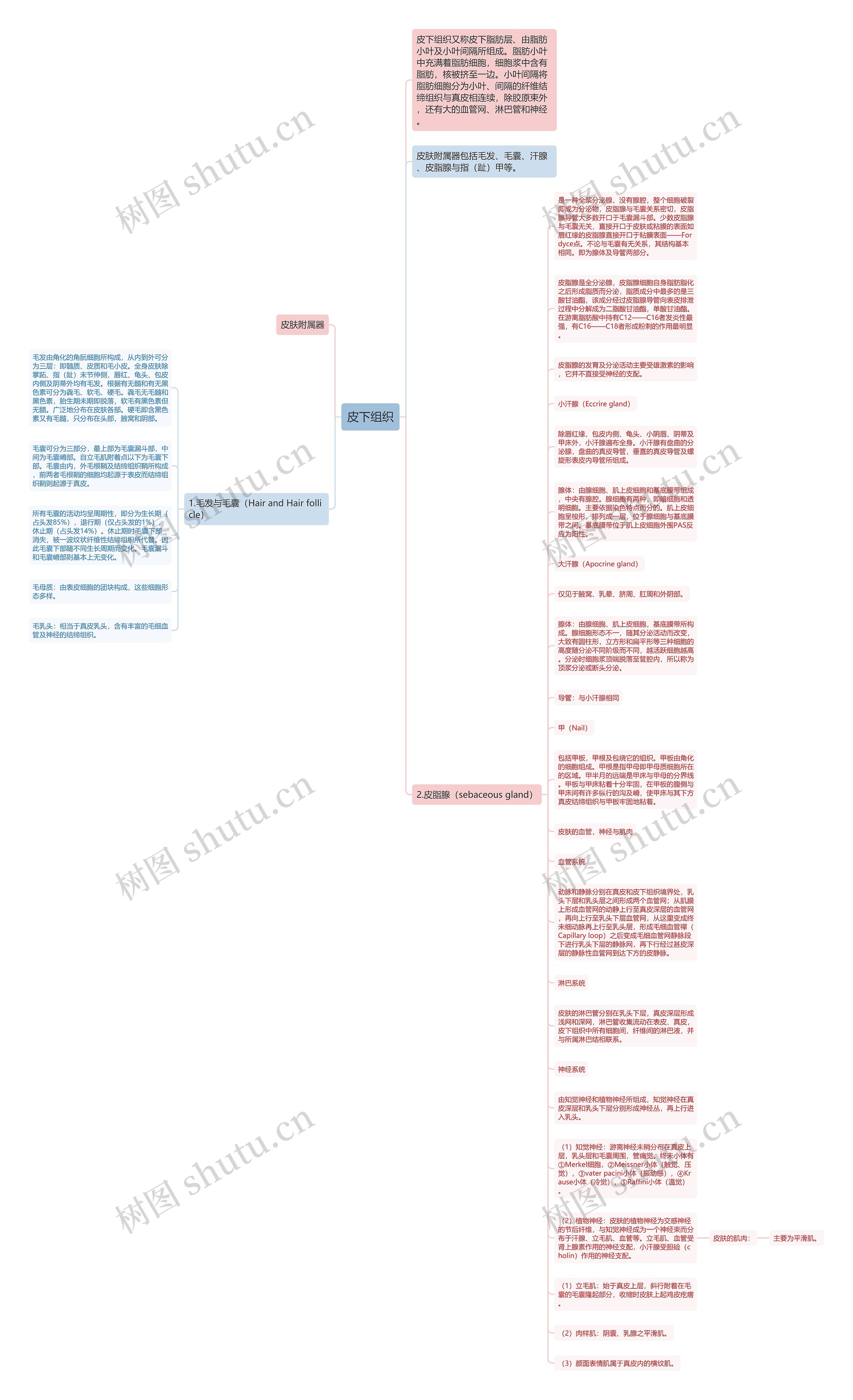 皮下组织思维导图