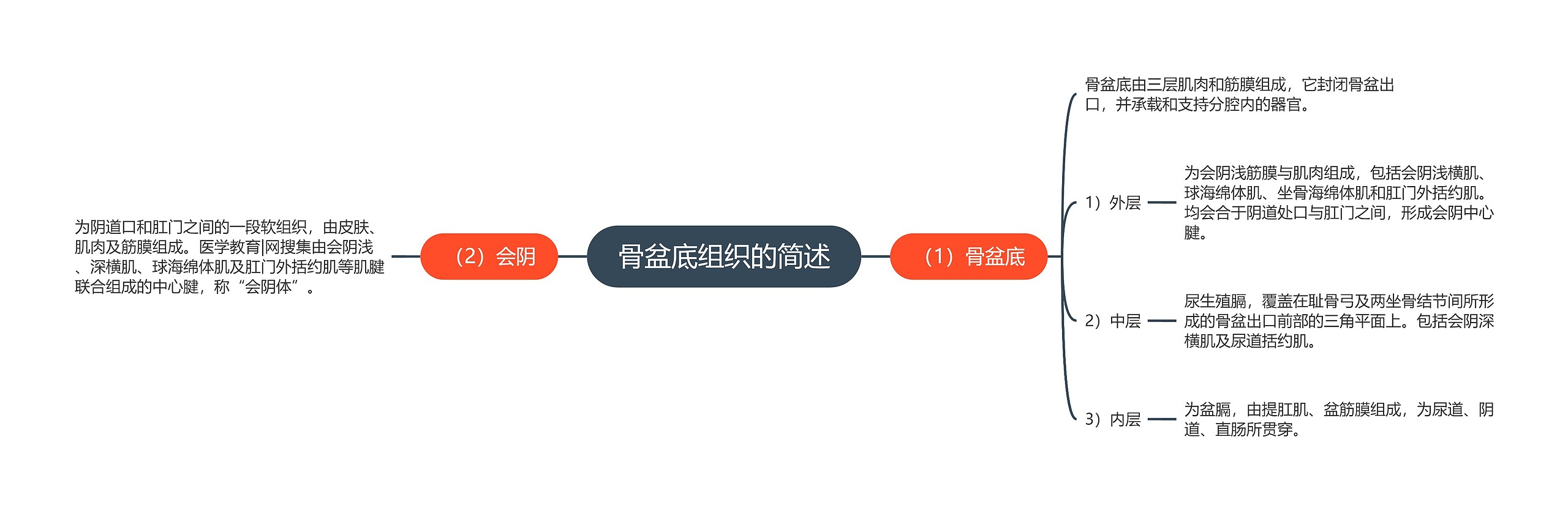 骨盆底组织的简述 骨盆底组织的简述