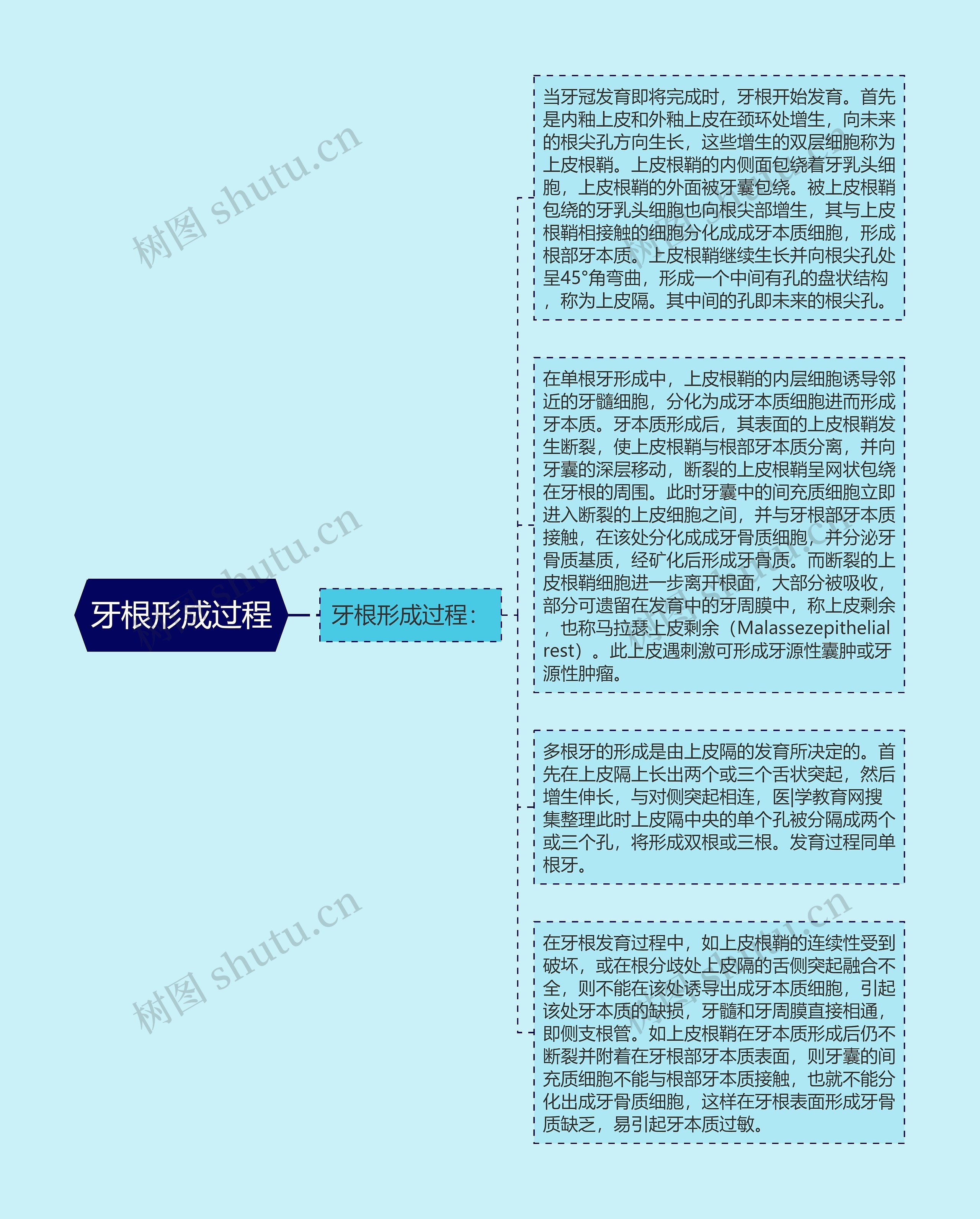 牙根形成过程思维导图