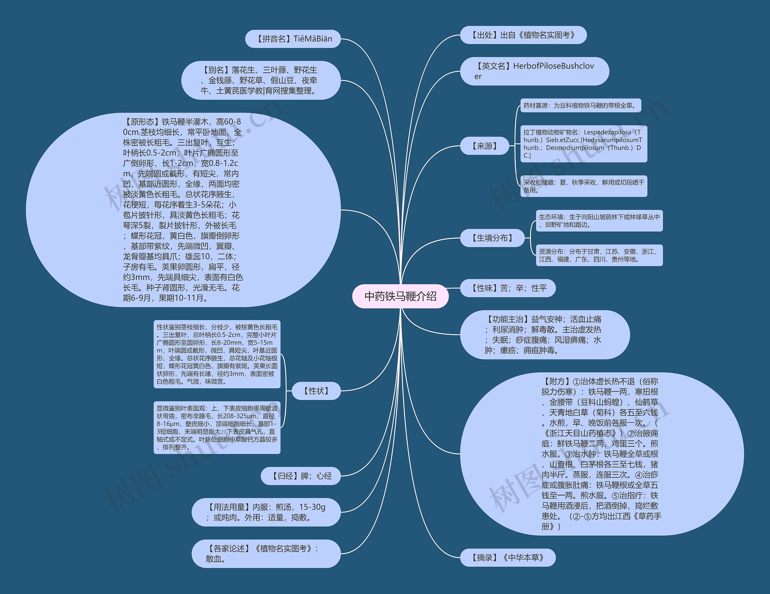 中药铁马鞭介绍思维导图