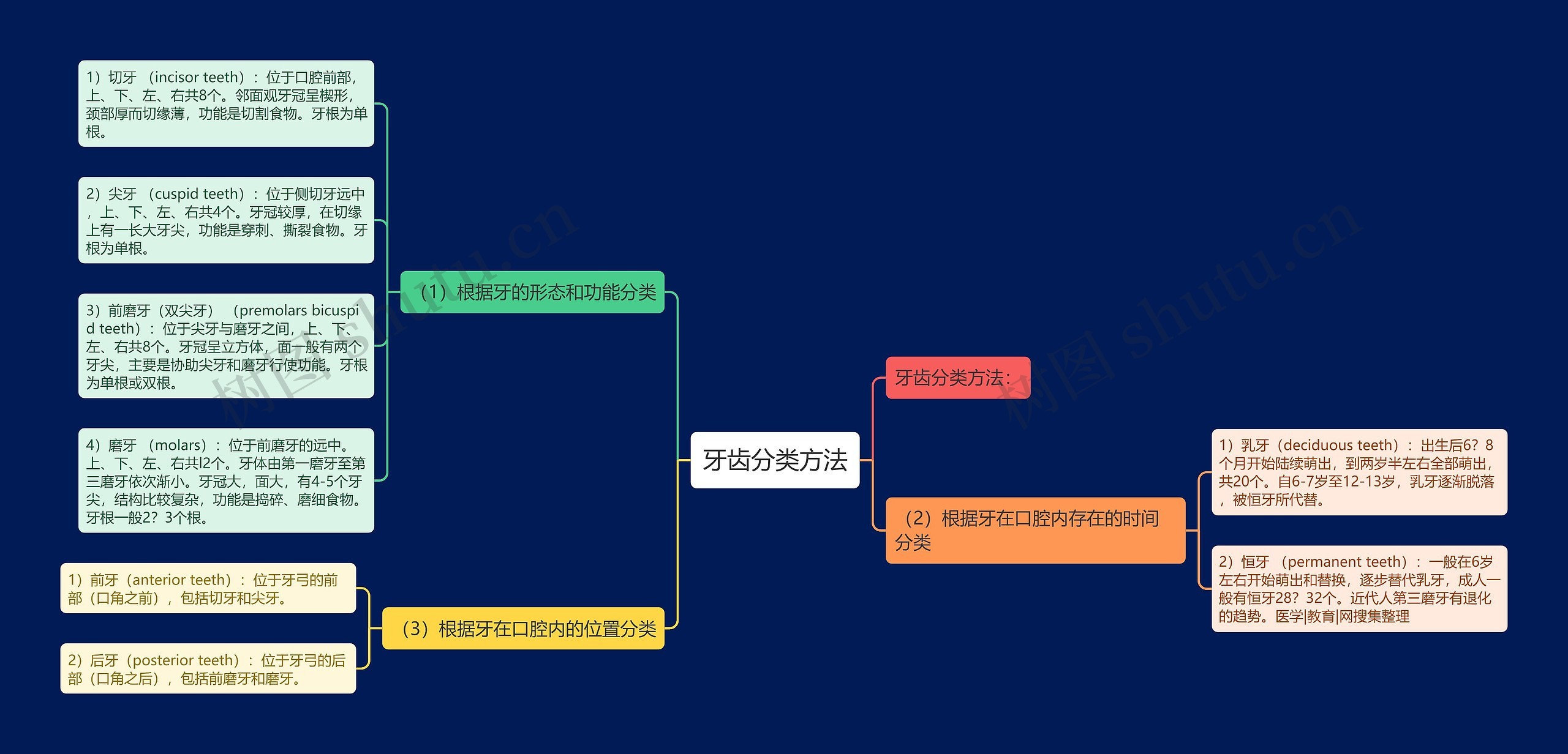 牙齿分类方法