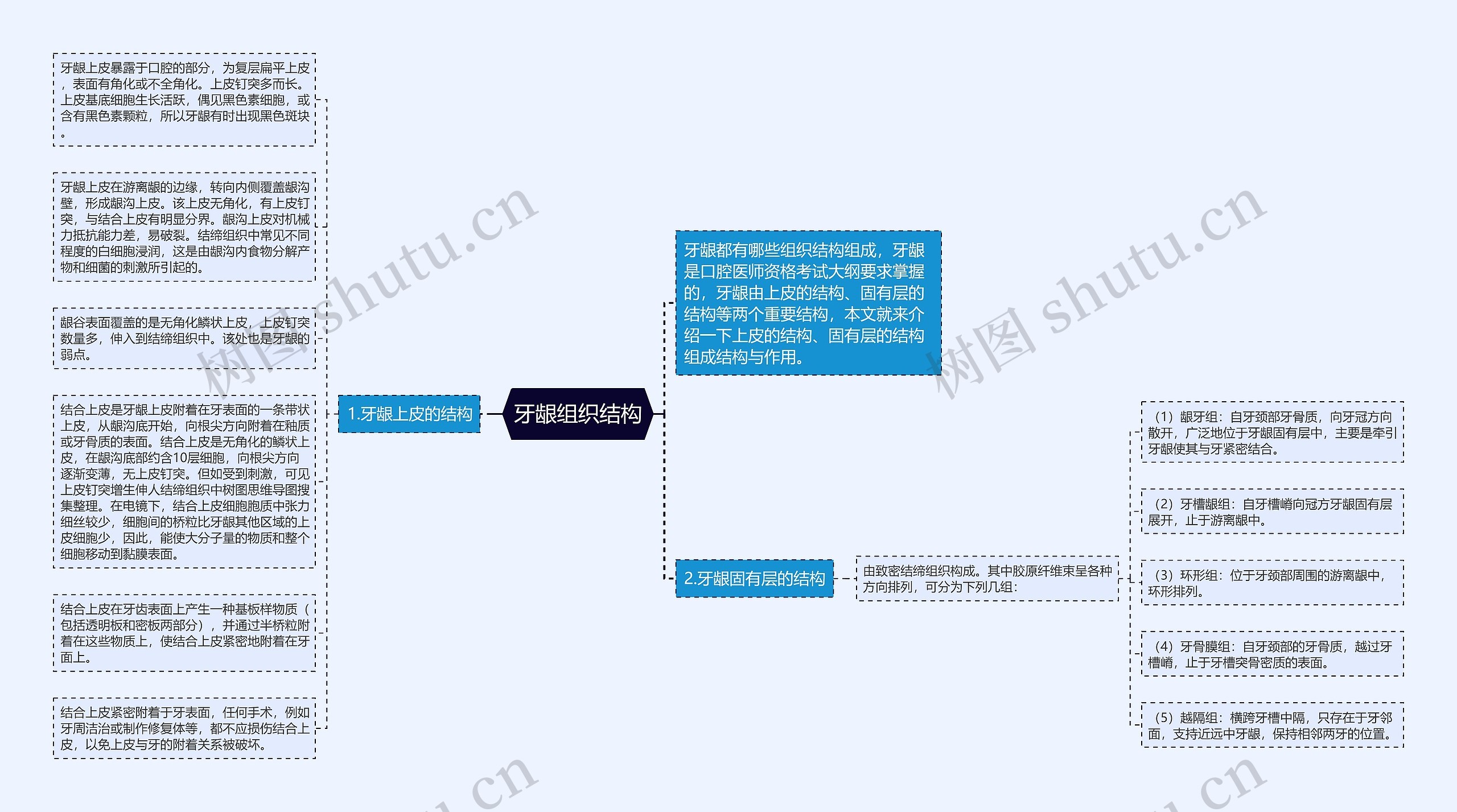 牙龈组织结构思维导图