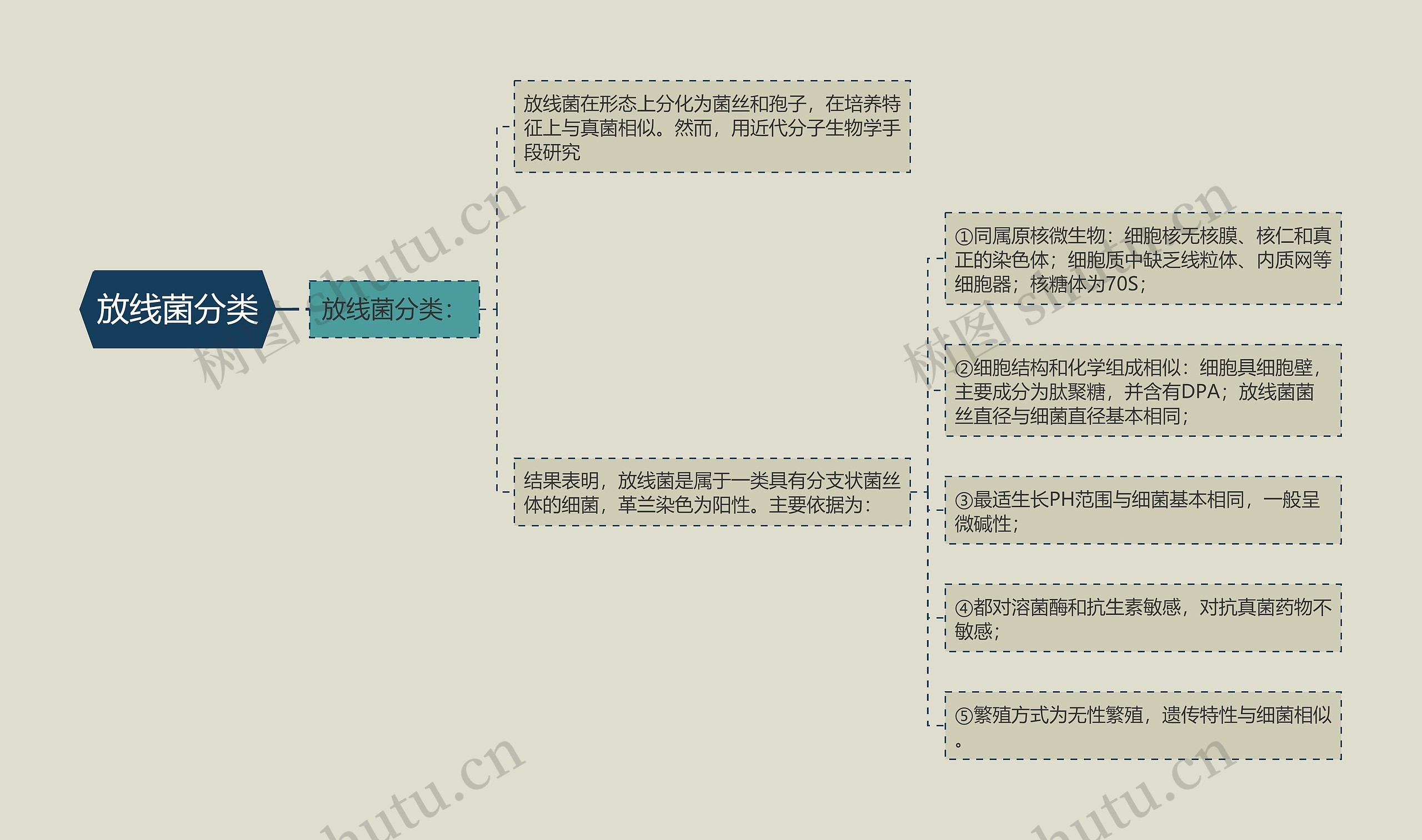 放线菌分类思维导图