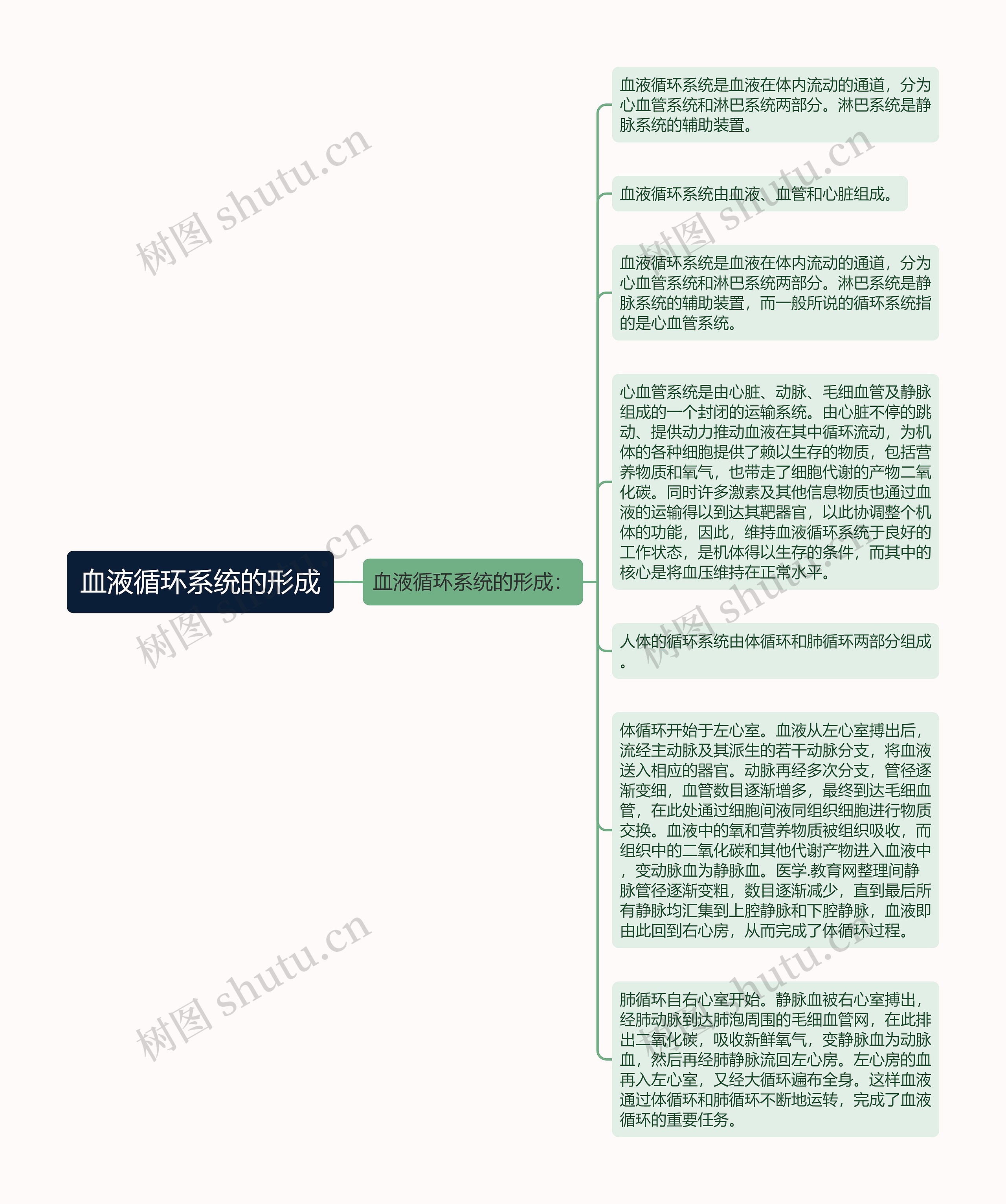 血液循环系统的形成