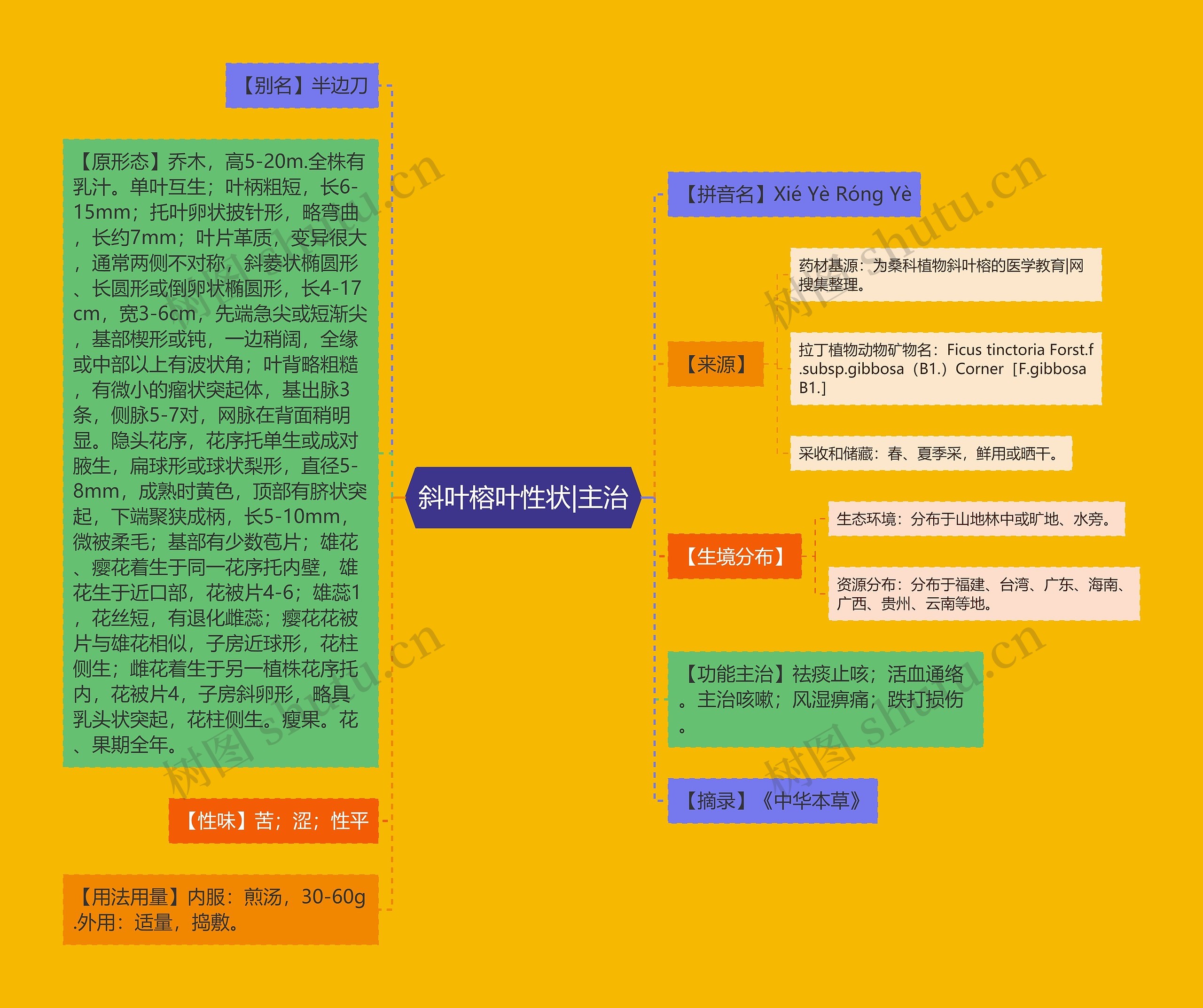 斜叶榕叶性状|主治 斜叶榕叶性状|主治