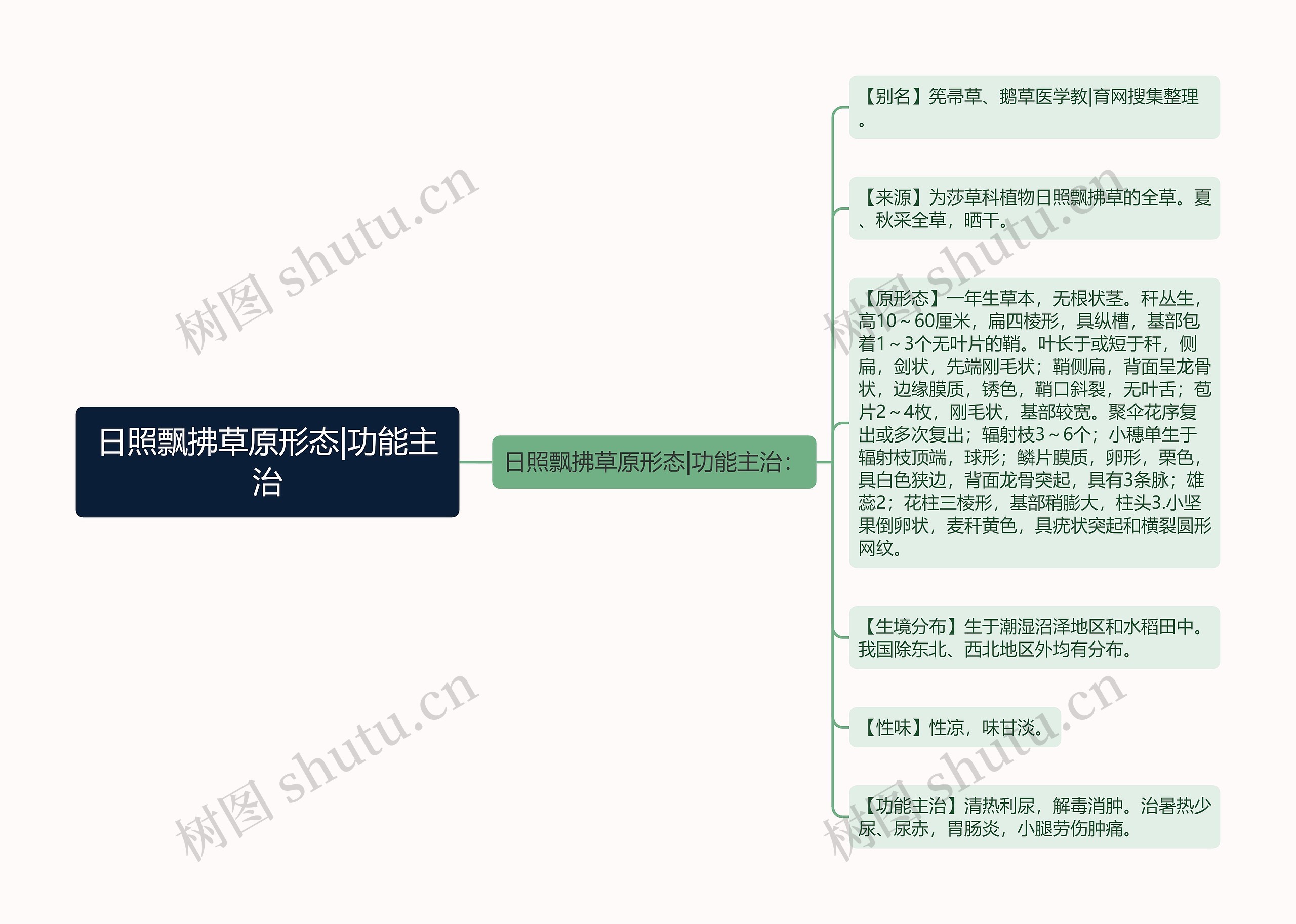 日照飘拂草原形态|功能主治