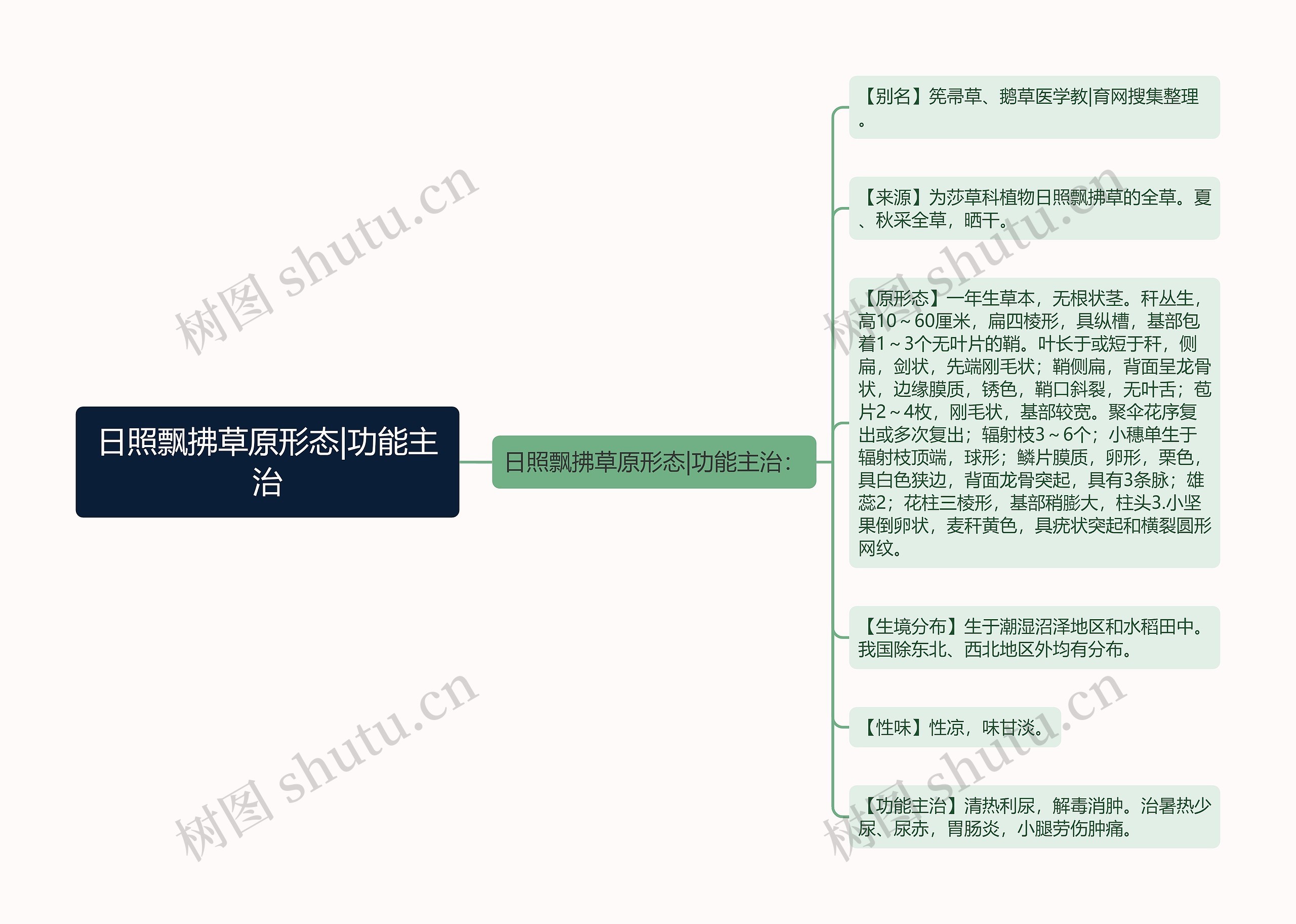 日照飘拂草原形态|功能主治思维导图