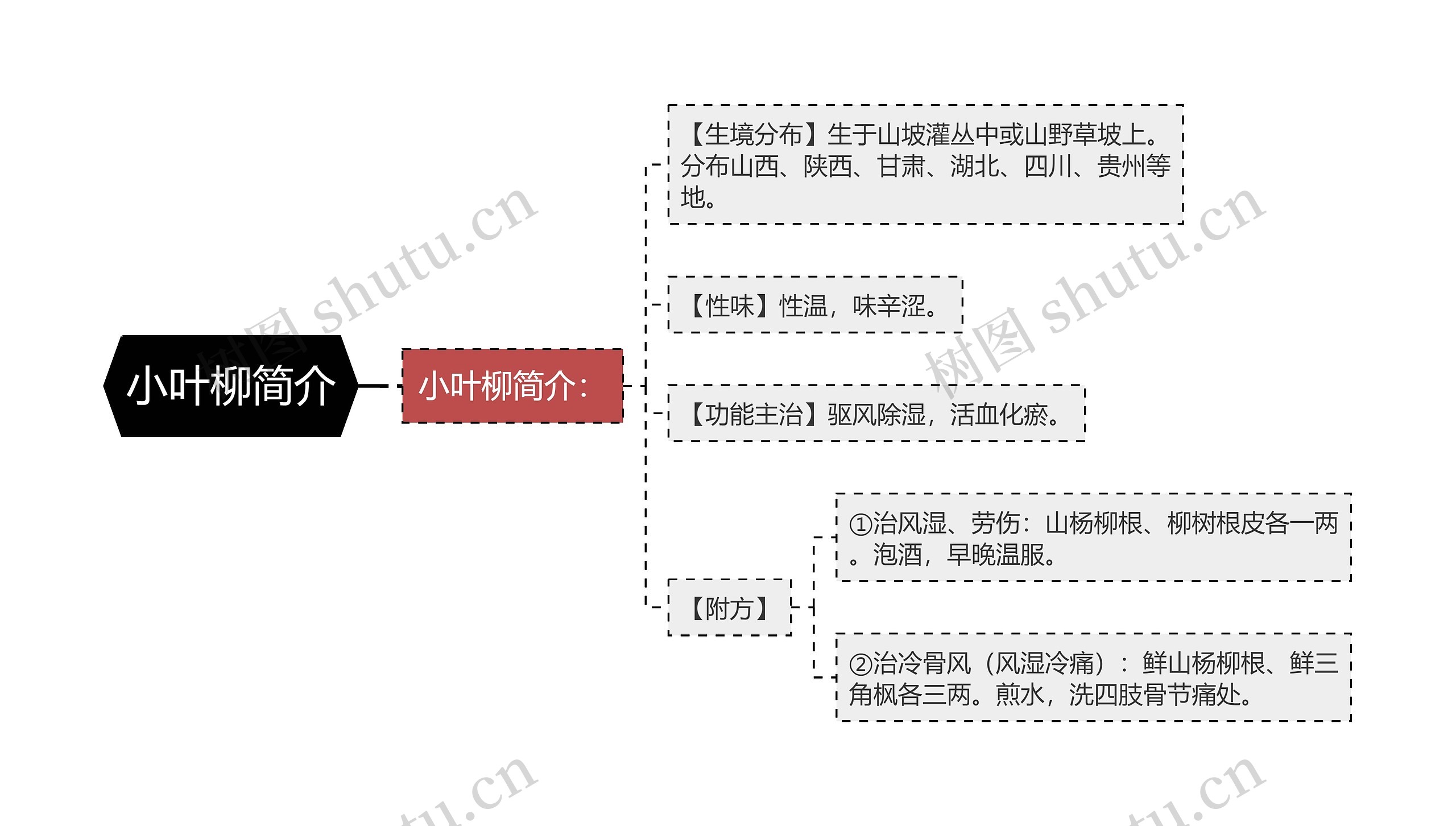 小叶柳简介思维导图