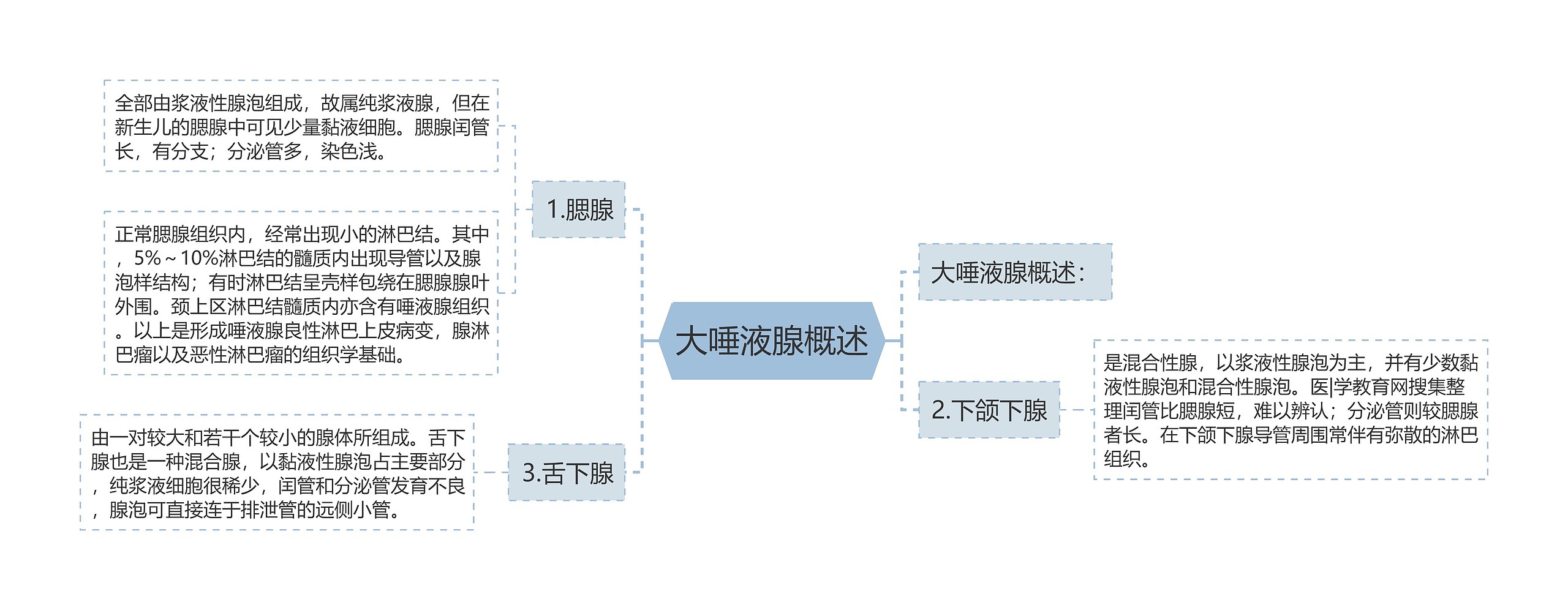 大唾液腺概述