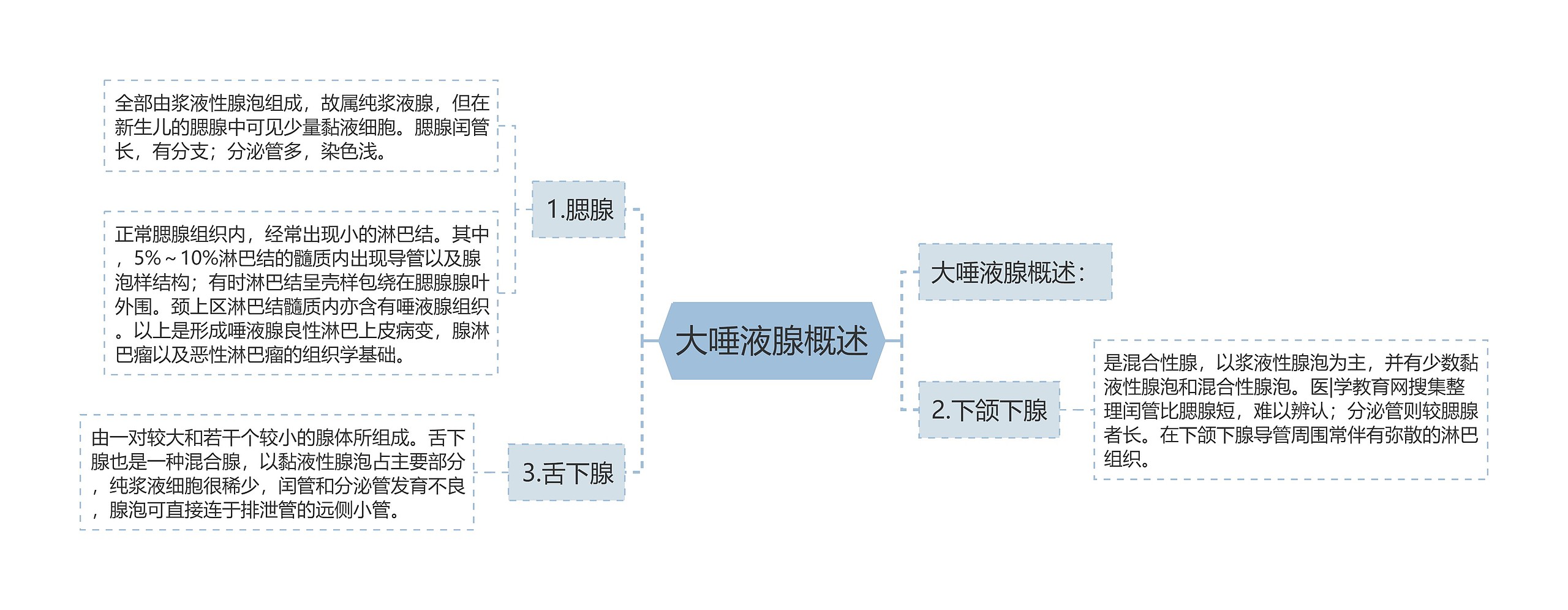 大唾液腺概述思维导图