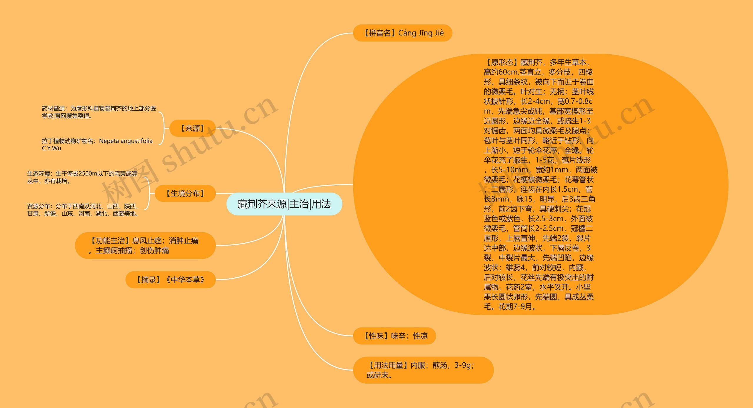藏荆芥来源|主治|用法思维导图