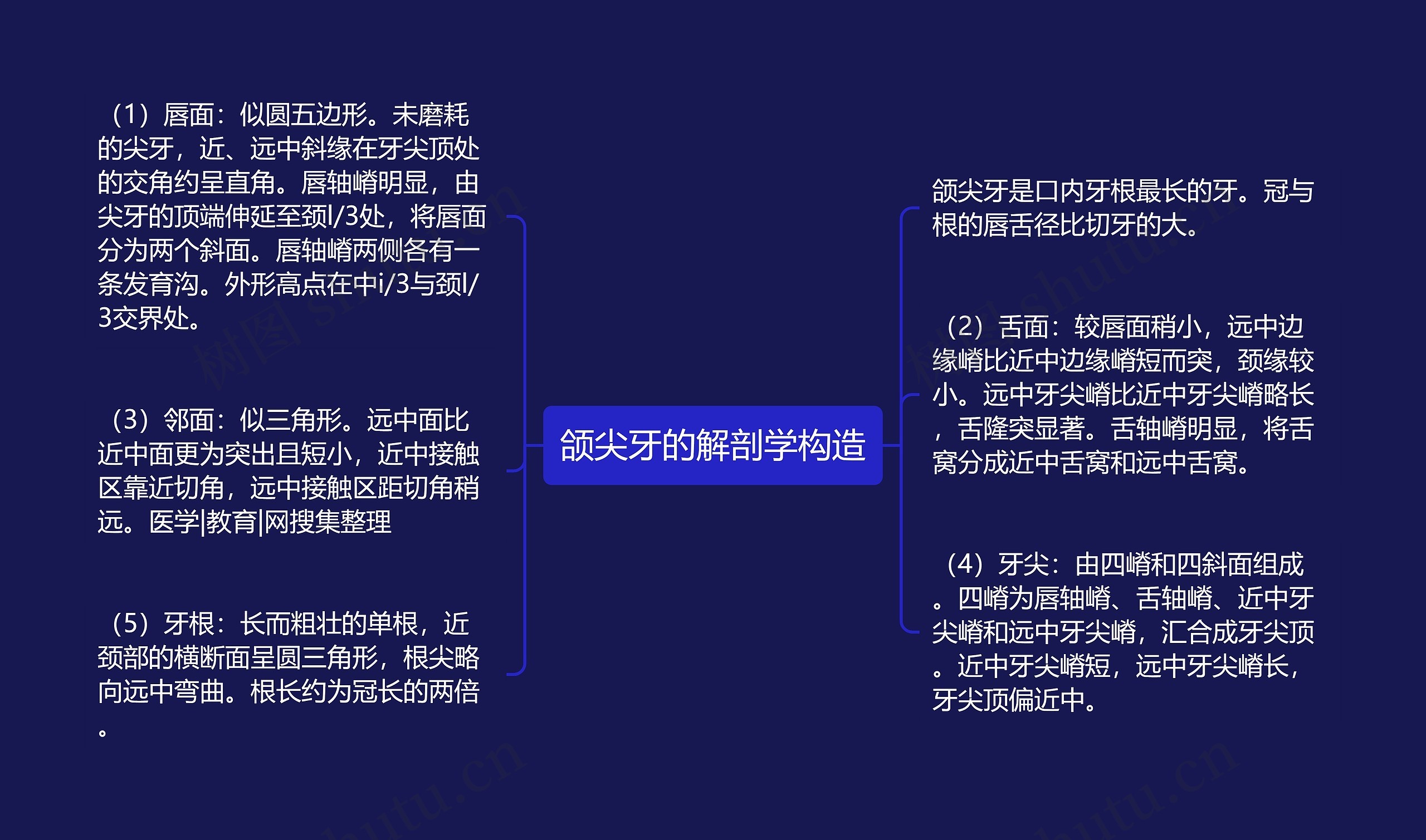 颌尖牙的解剖学构造思维导图