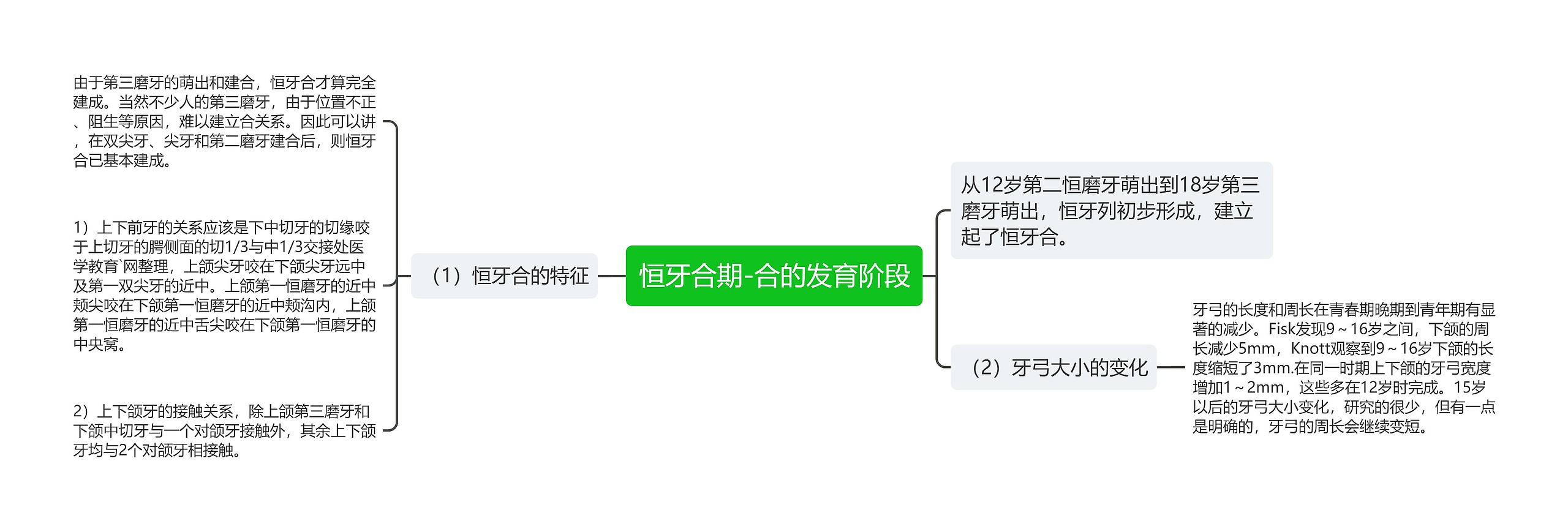 恒牙合期-合的发育阶段思维导图