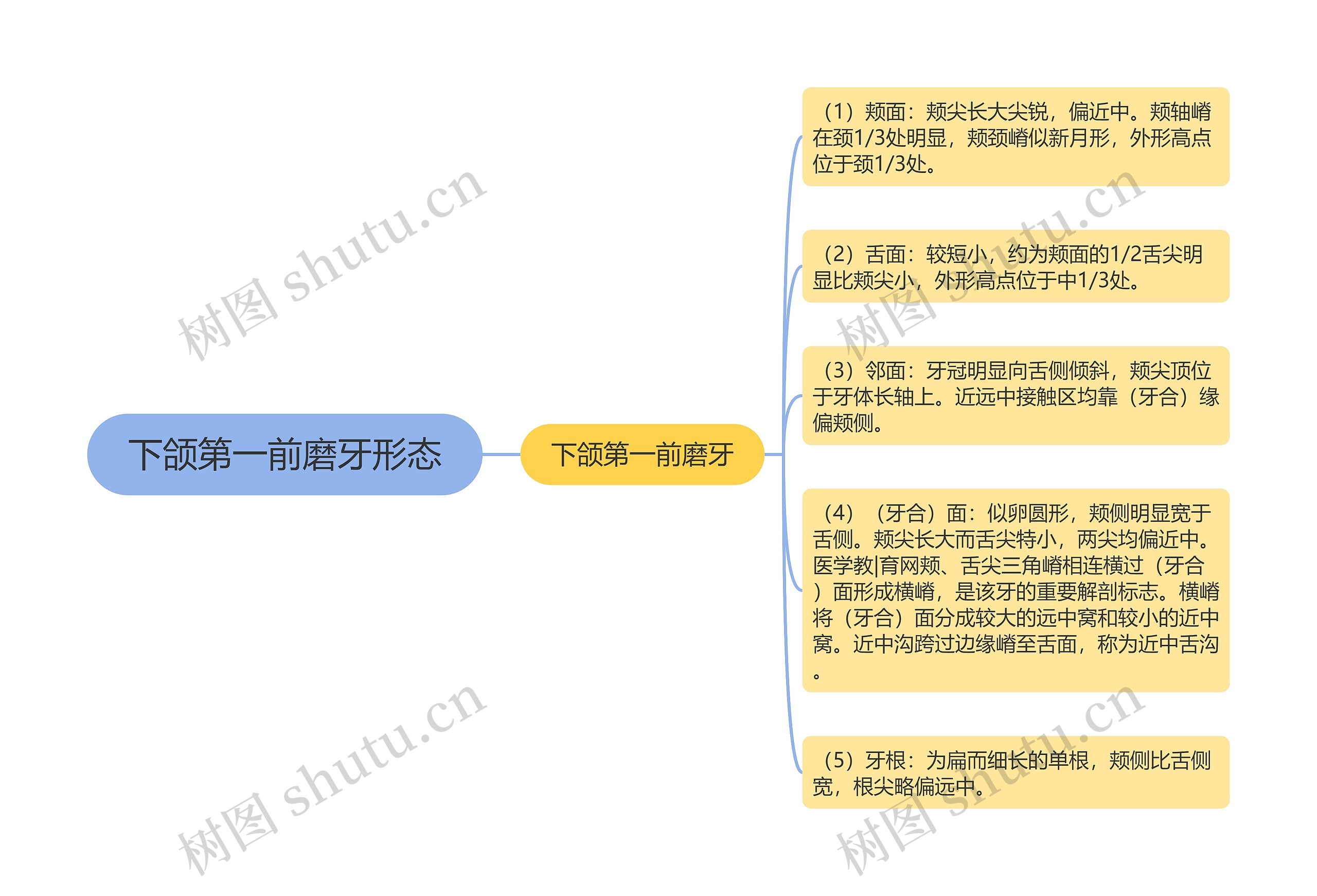 下颌第一前磨牙形态思维导图