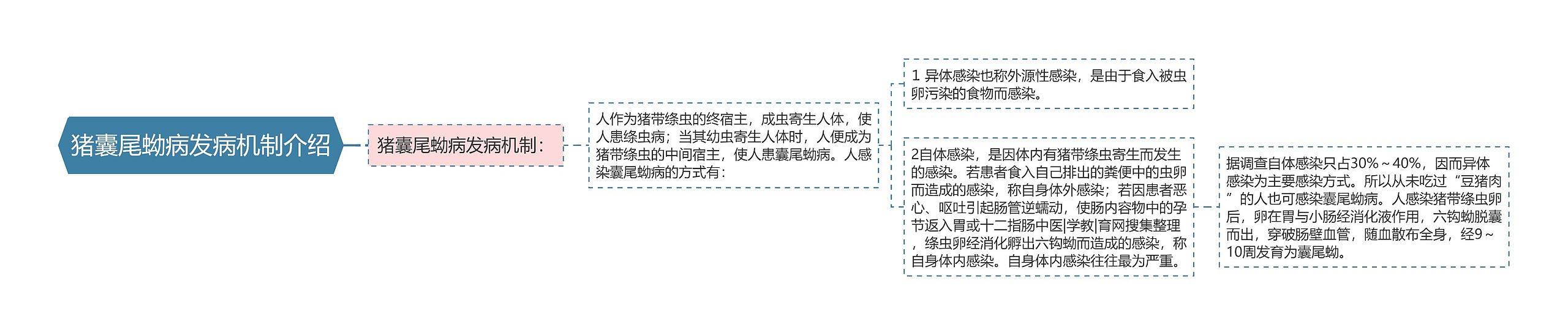 猪囊尾蚴病发病机制介绍