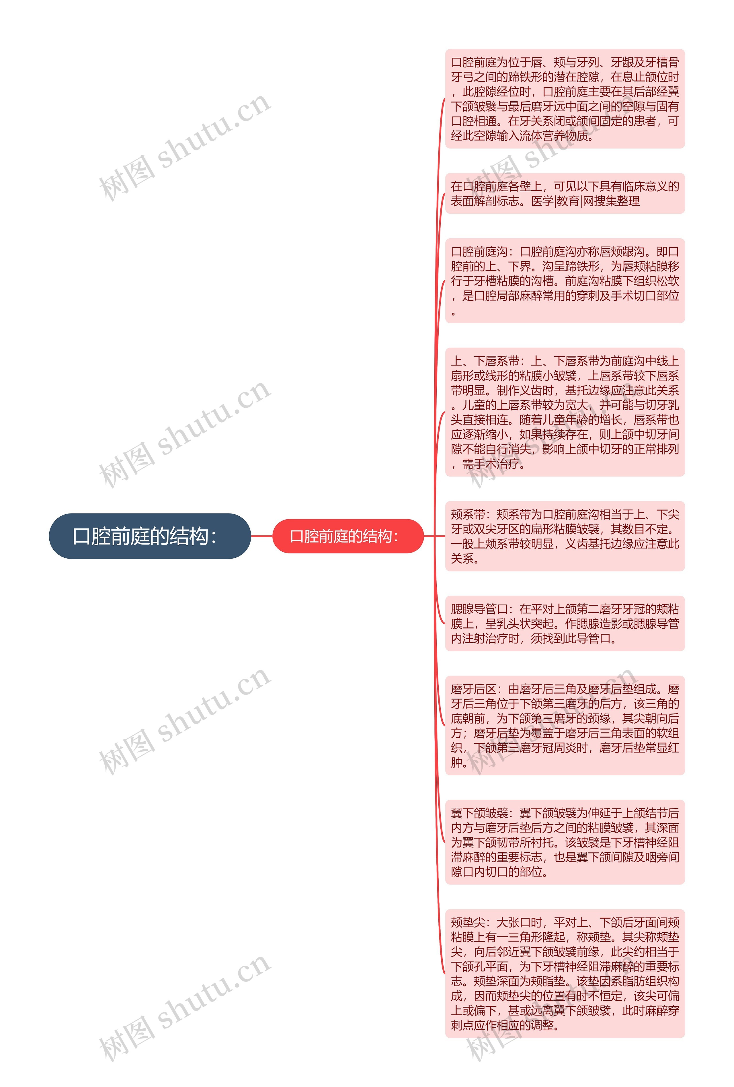 口腔前庭的结构：思维导图