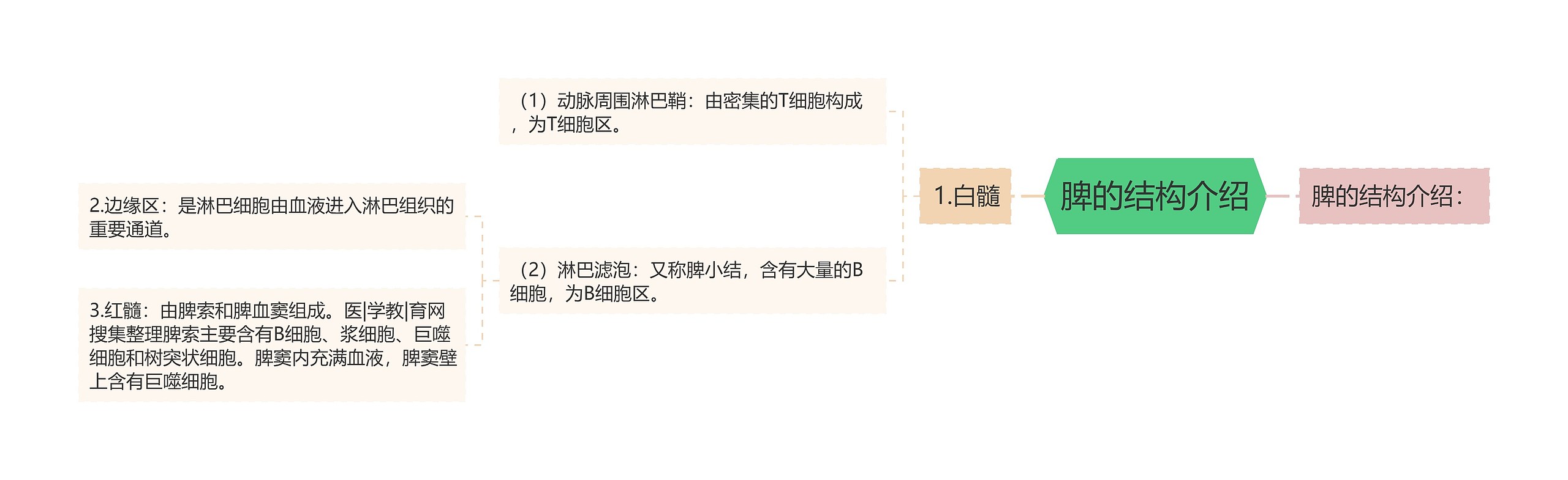 脾的结构介绍思维导图