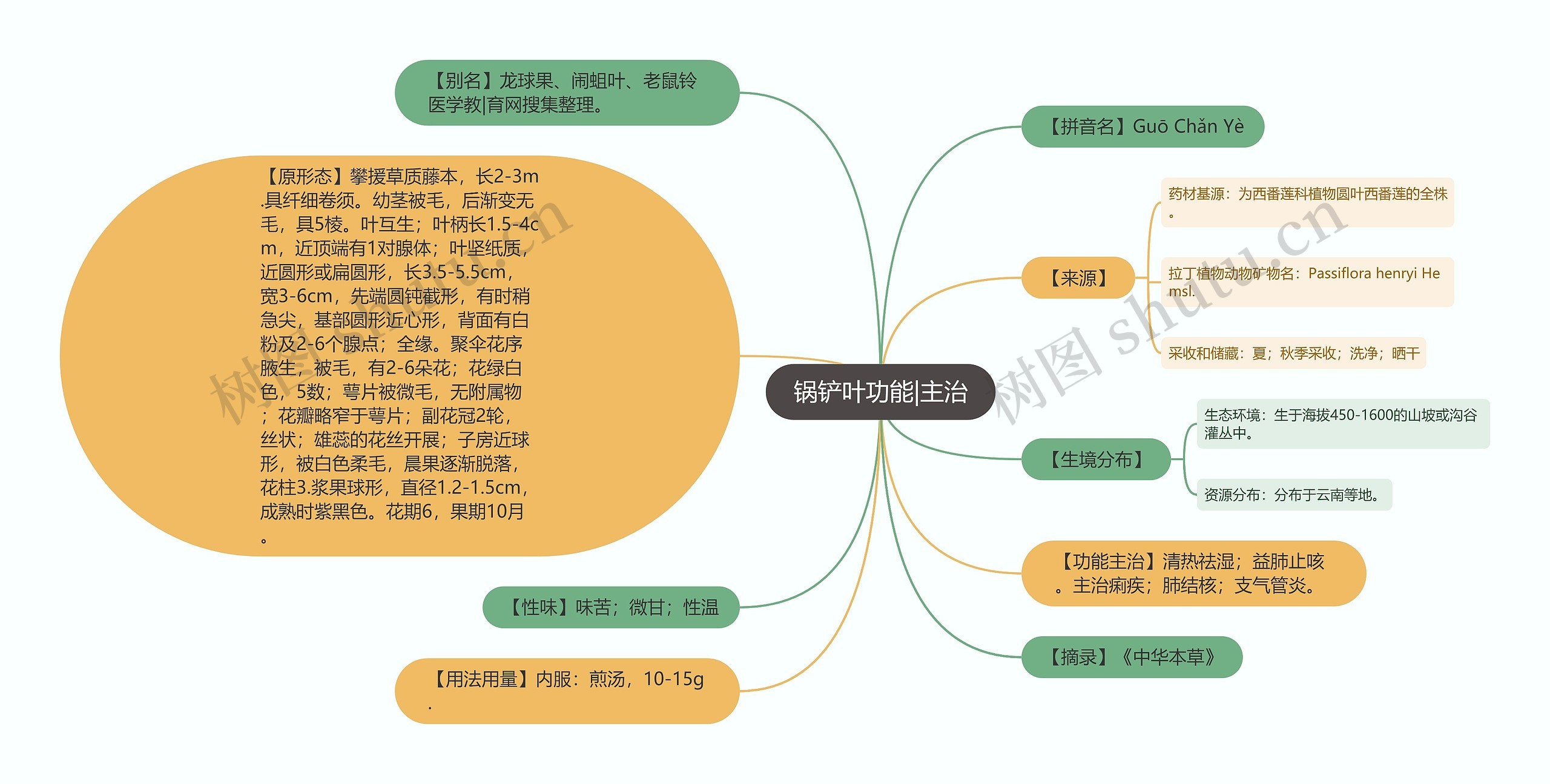 锅铲叶功能|主治思维导图