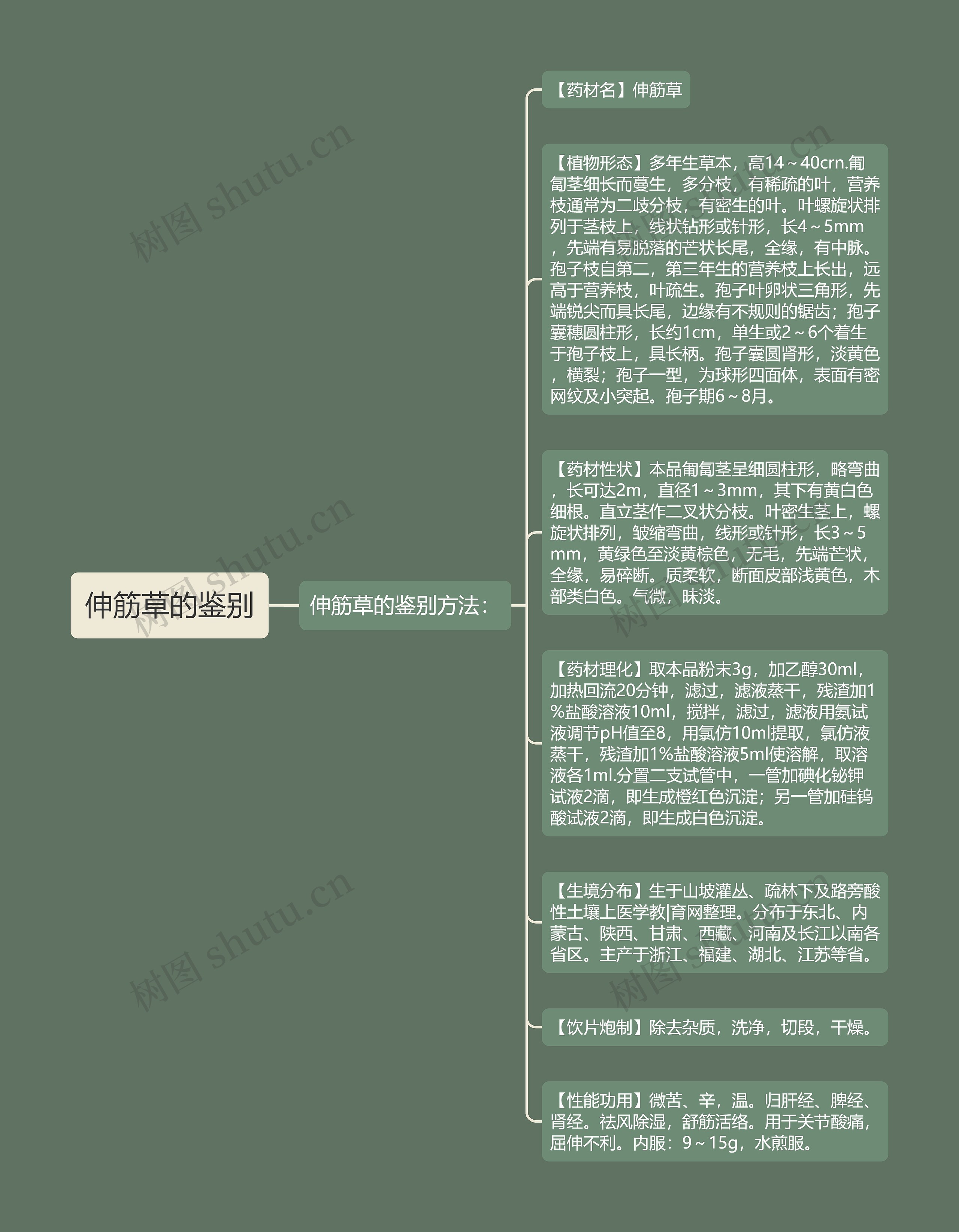 伸筋草的鉴别思维导图