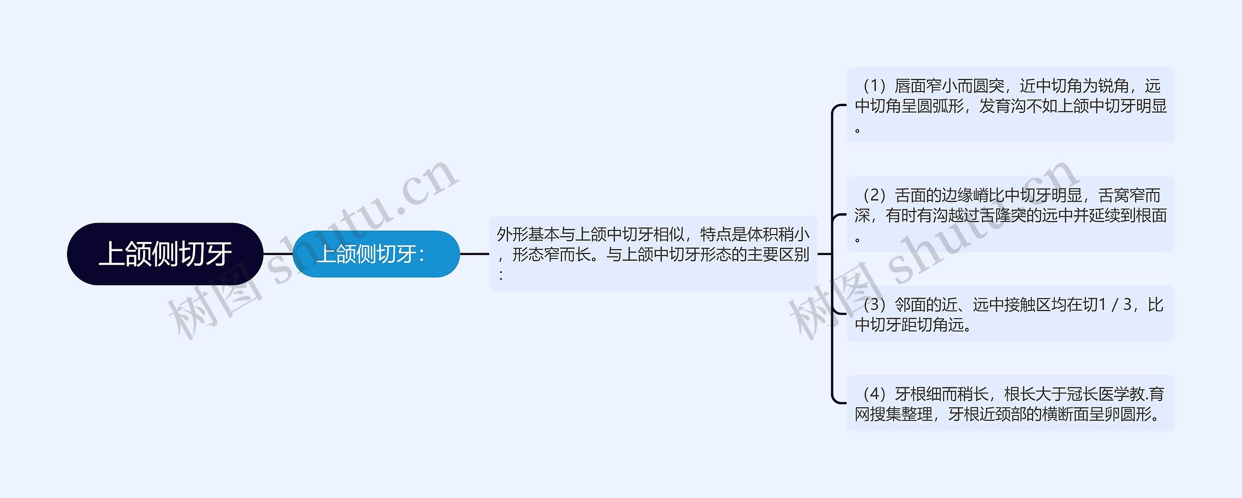 上颌侧切牙思维导图