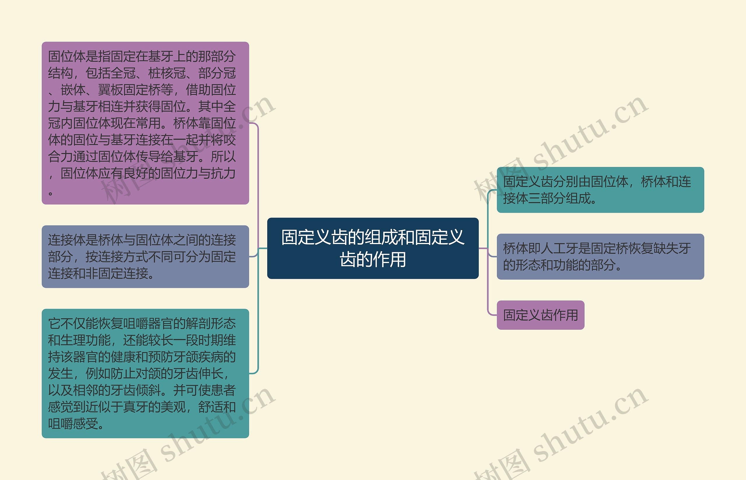 固定义齿的组成和固定义齿的作用