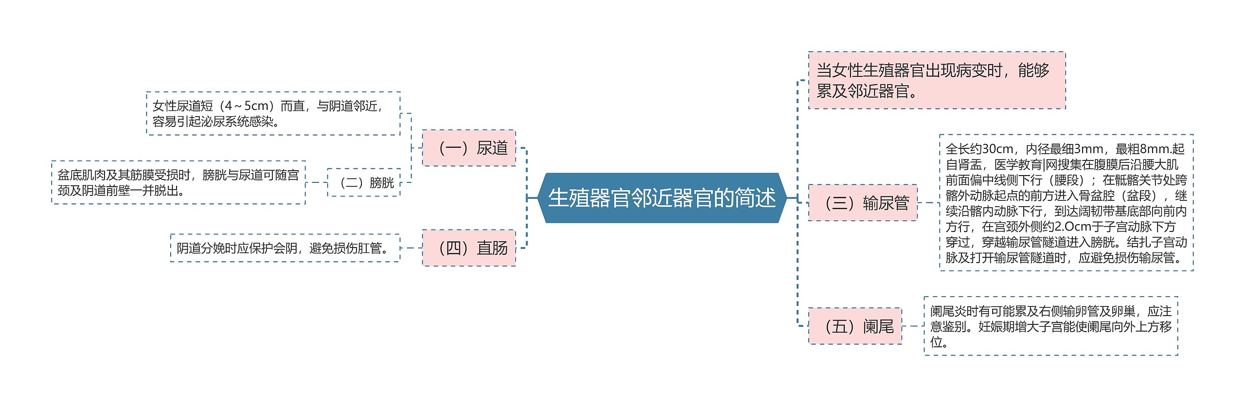 生殖器官邻近器官的简述思维导图