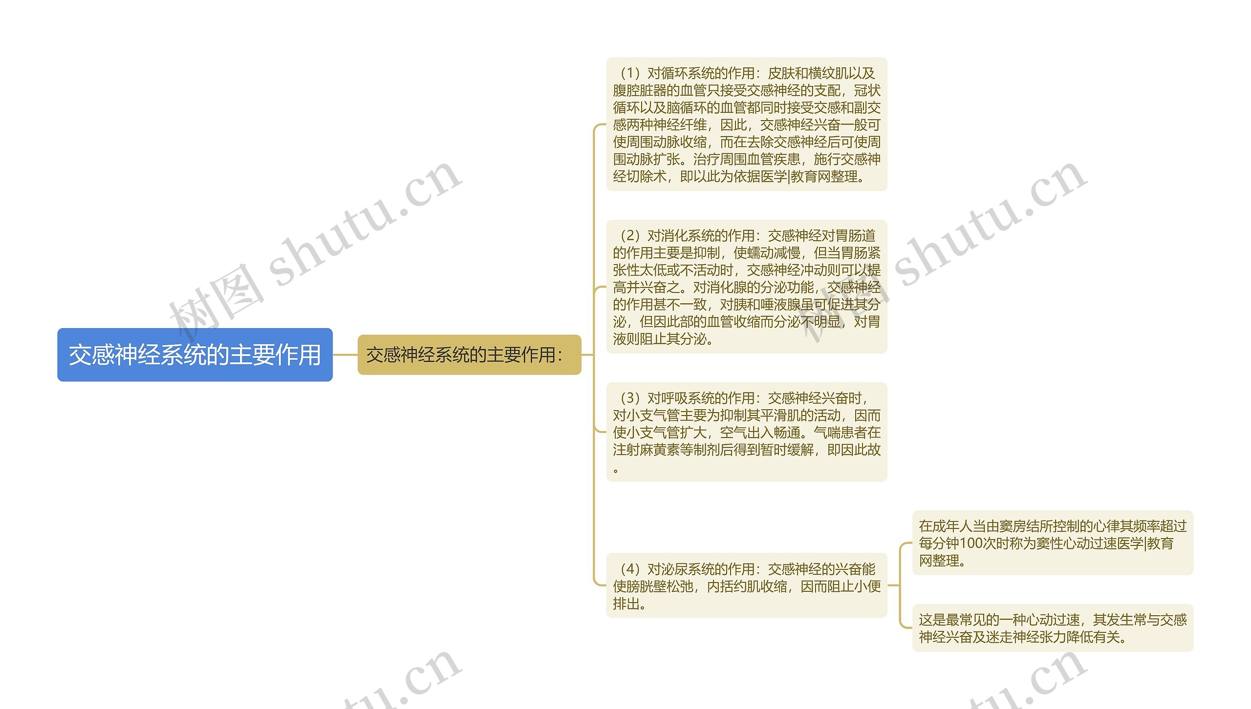 交感神经系统的主要作用思维导图