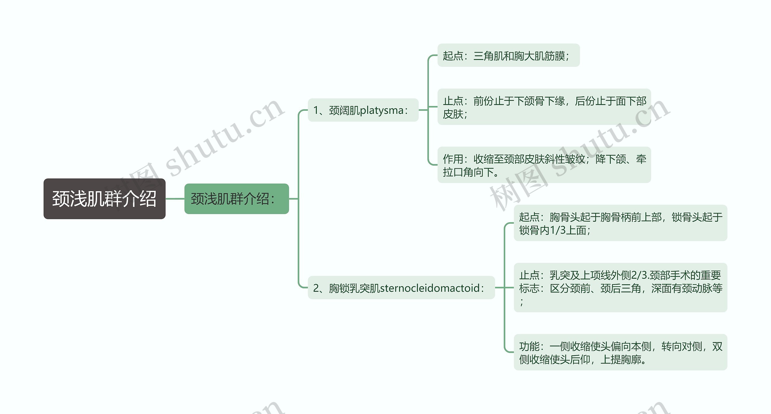 颈浅肌群介绍