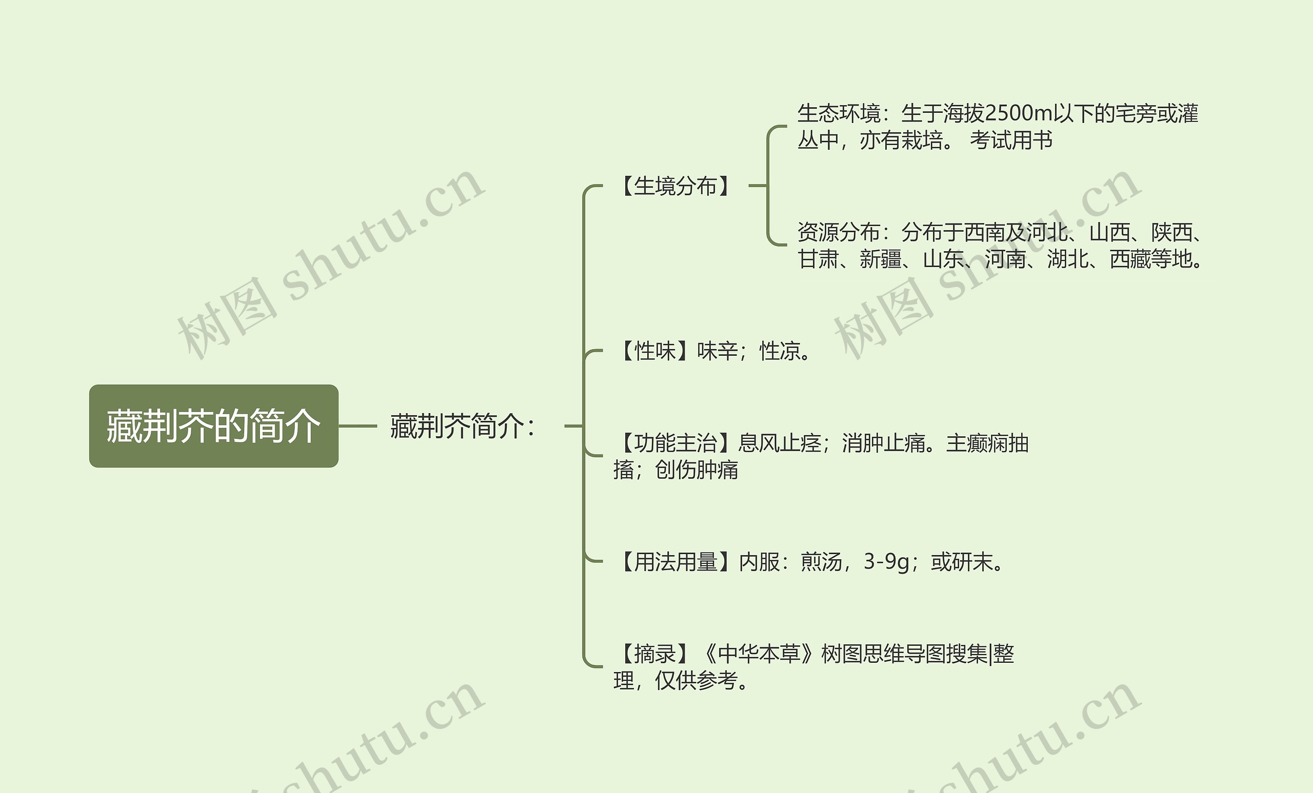 藏荆芥的简介