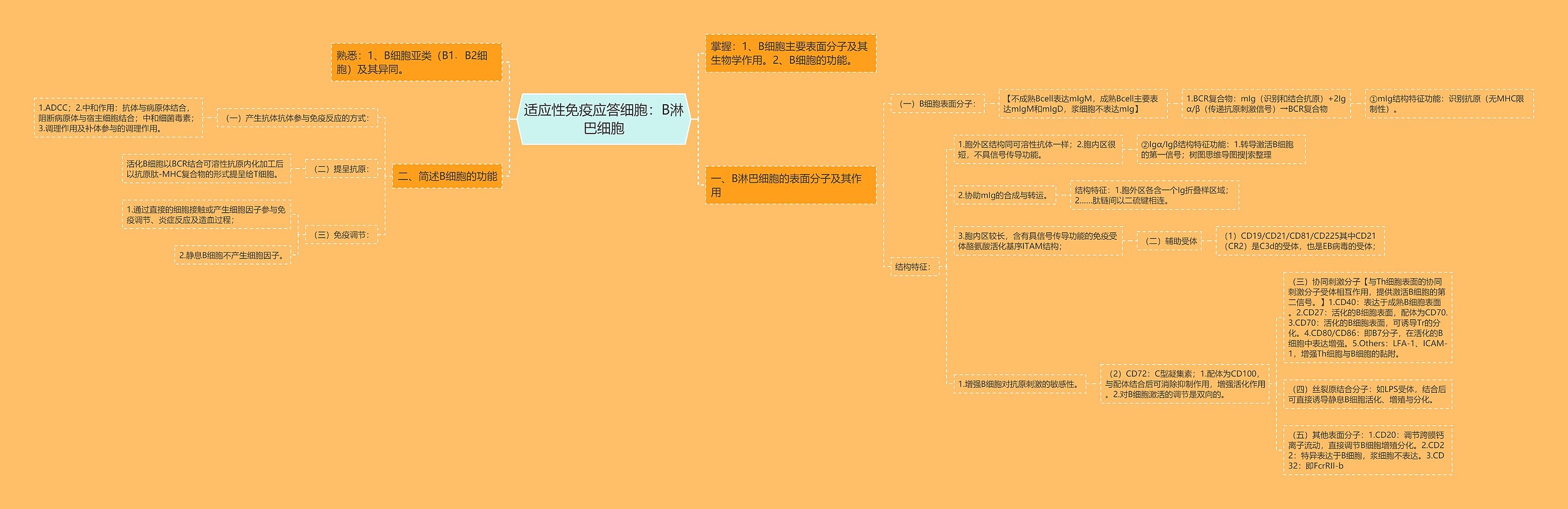 适应性免疫应答细胞：B淋巴细胞