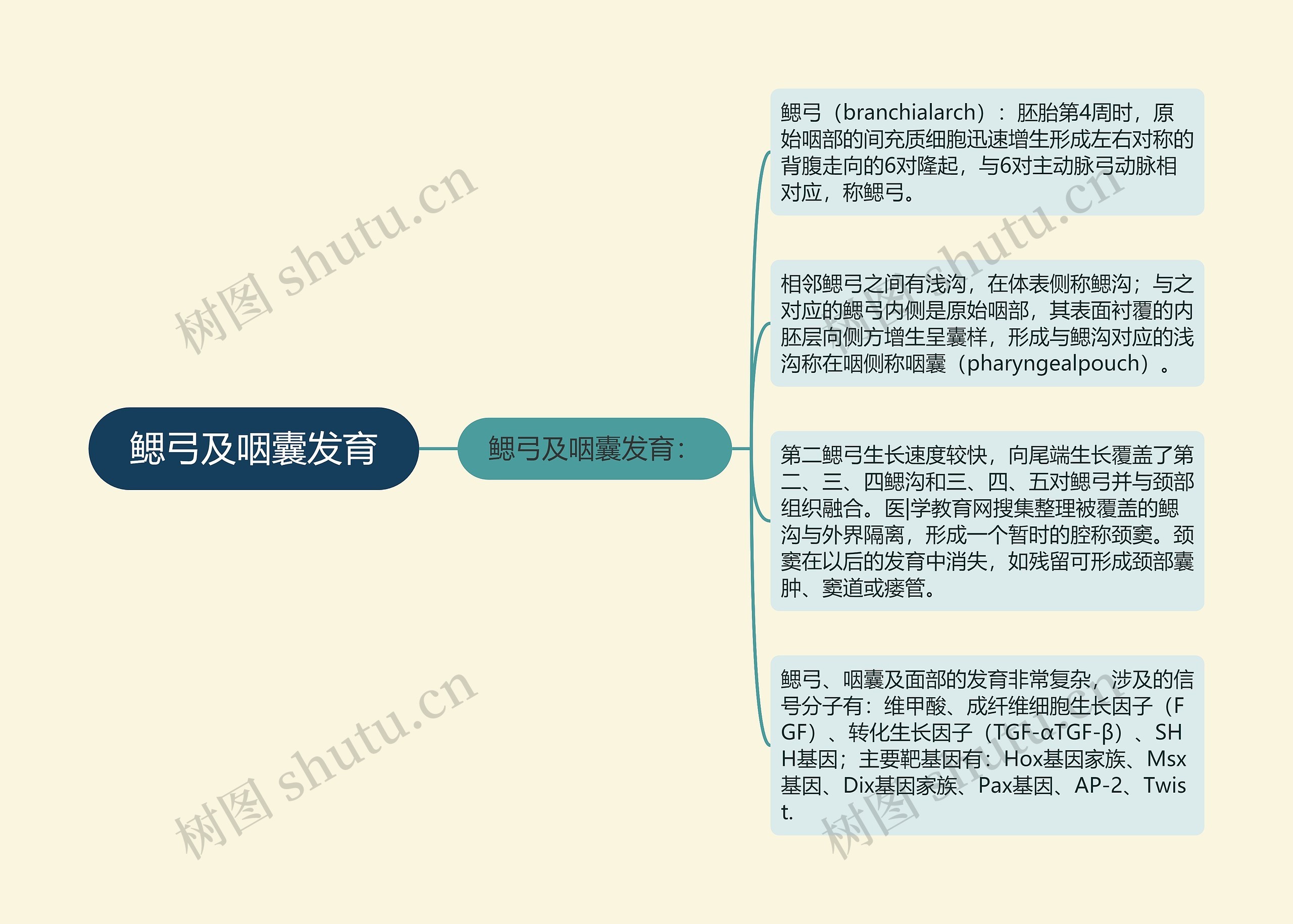 鳃弓及咽囊发育思维导图