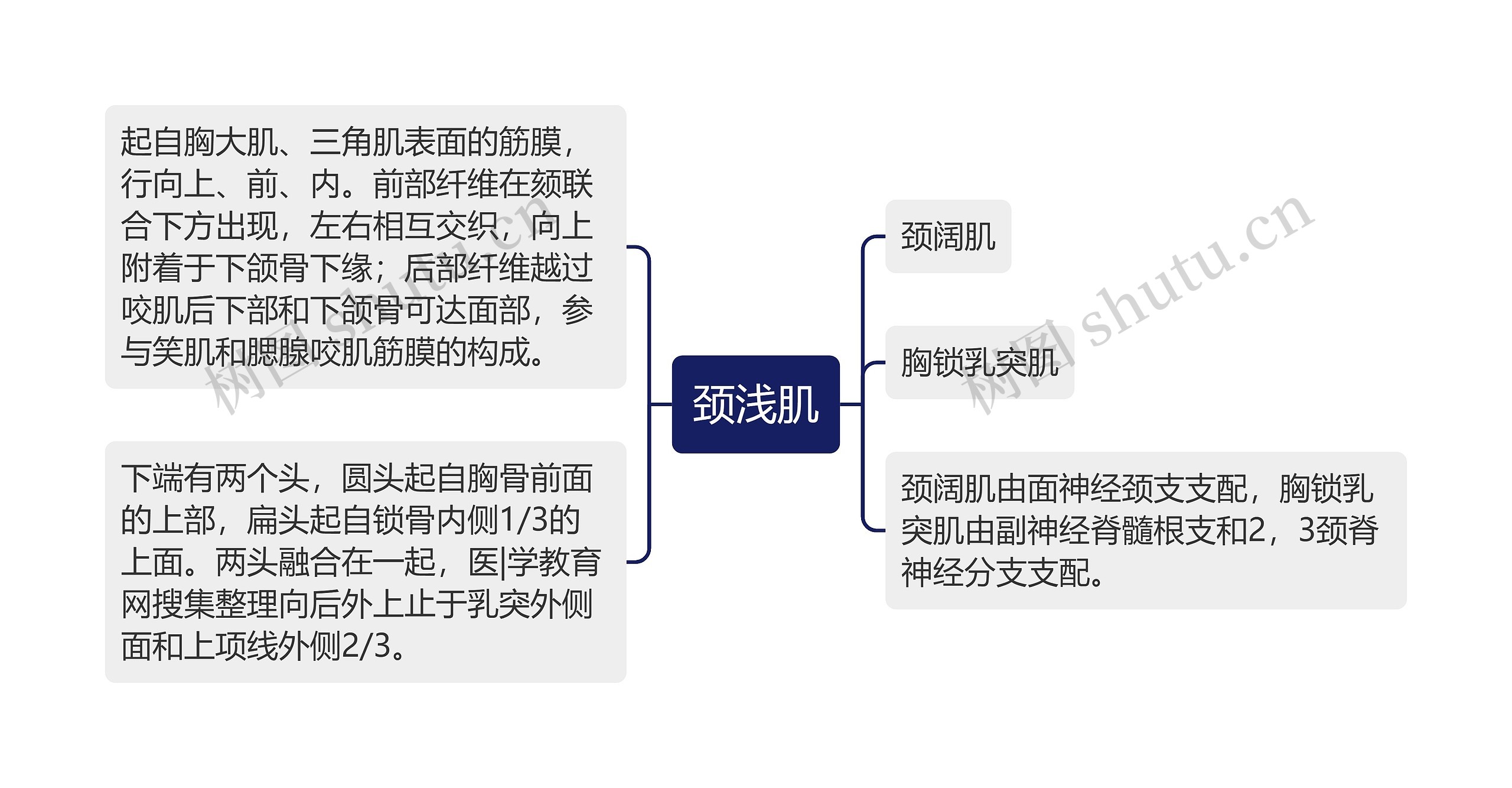 颈浅肌思维导图