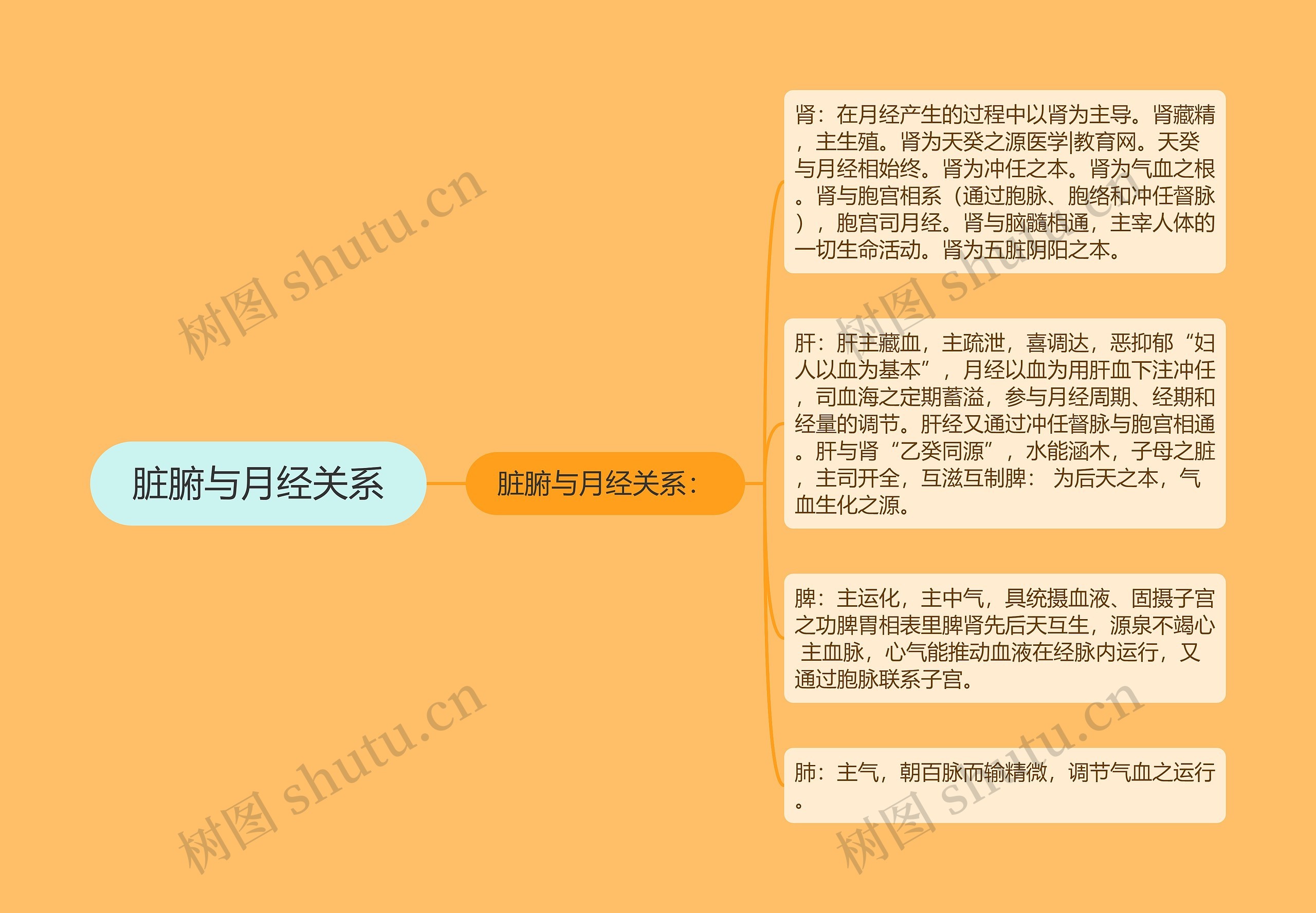 脏腑与月经关系 脏腑与月经关系