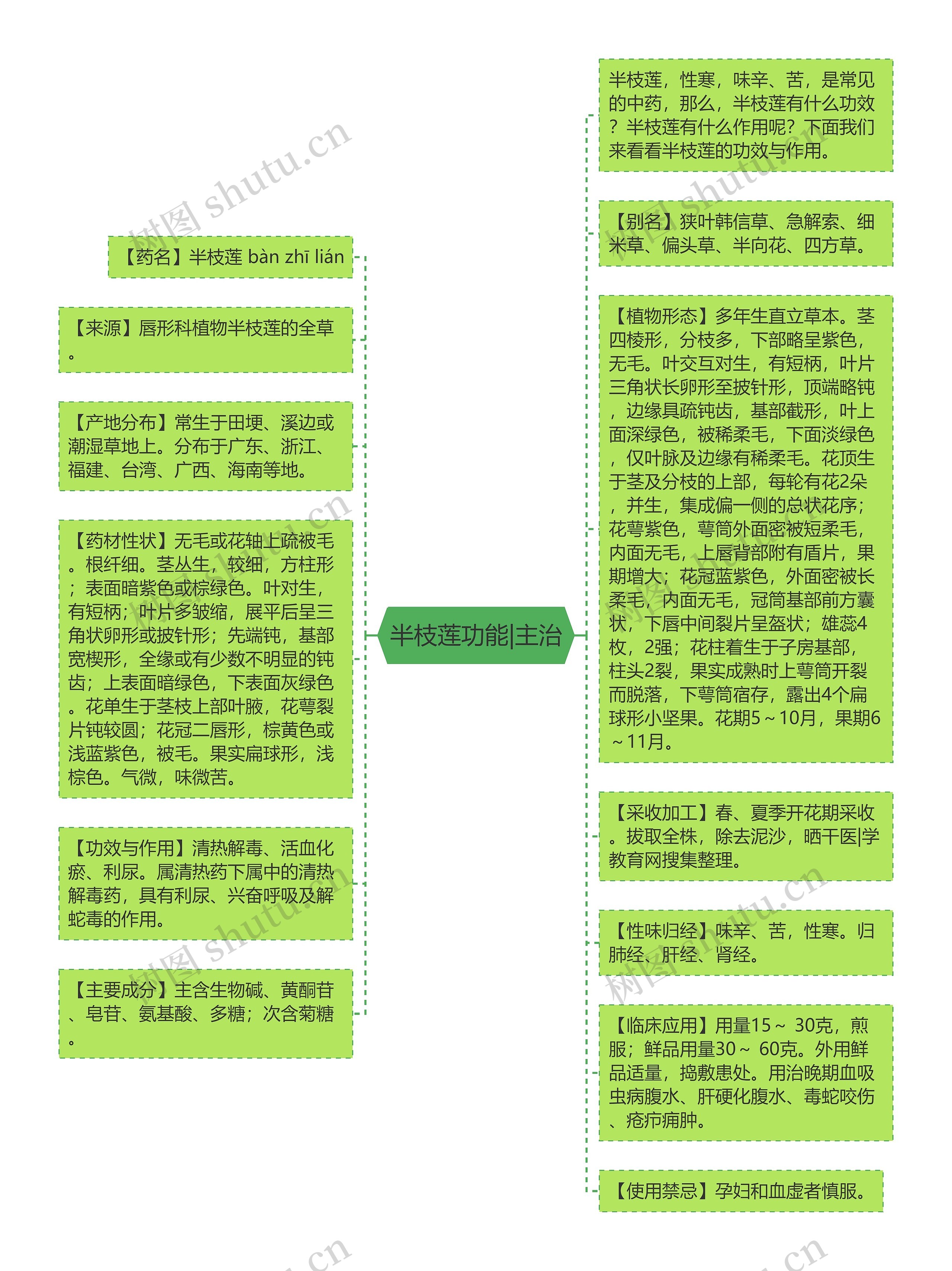 半枝莲功能|主治思维导图