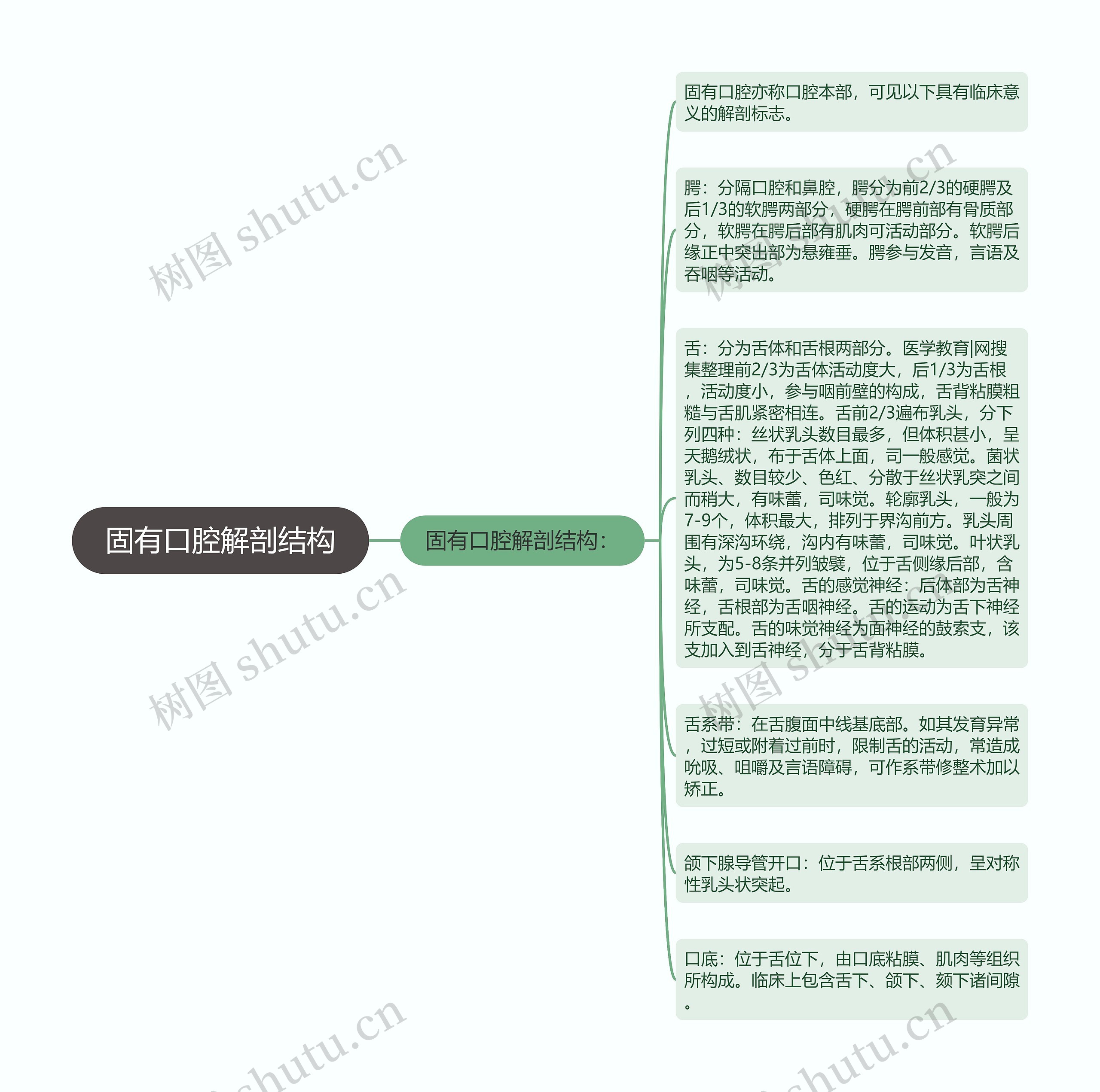 固有口腔解剖结构思维导图