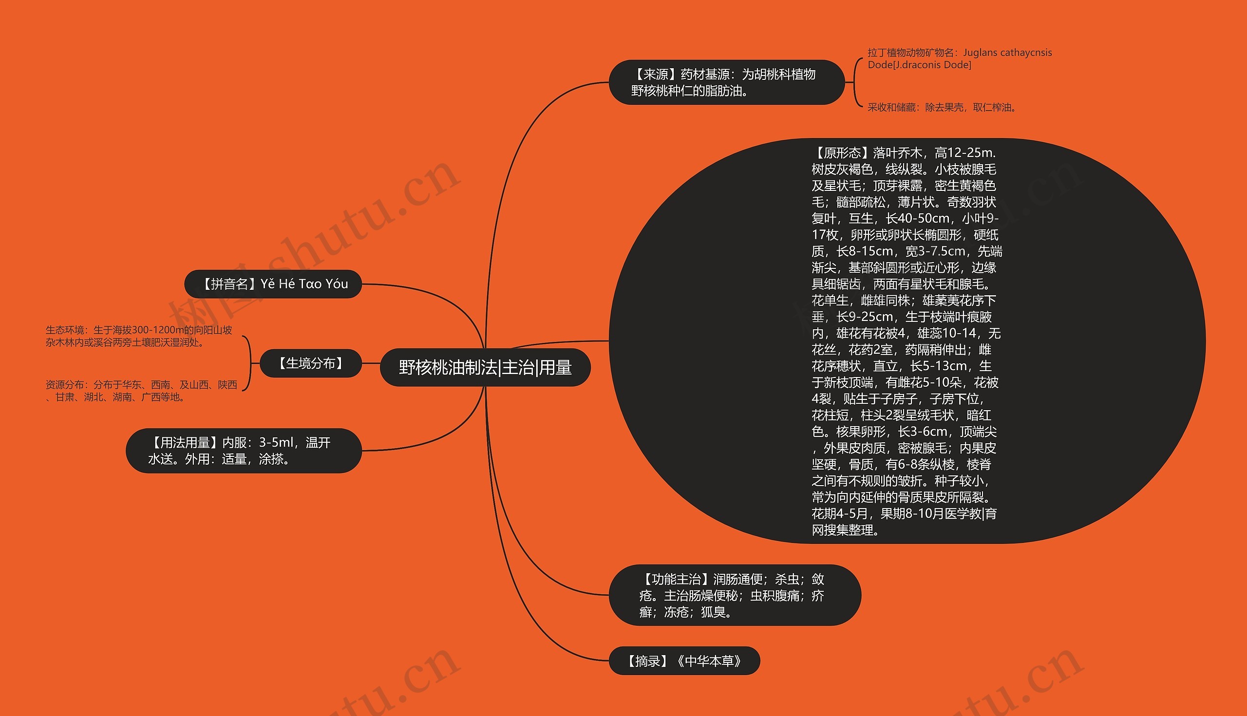 野核桃油制法|主治|用量思维导图