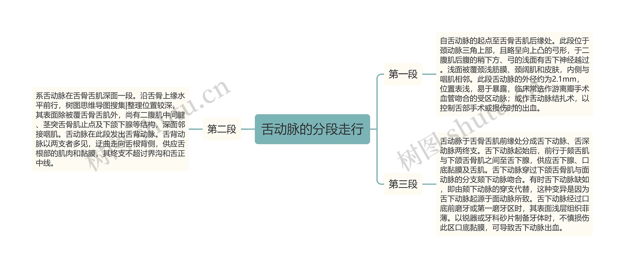 舌动脉的分段走行思维导图