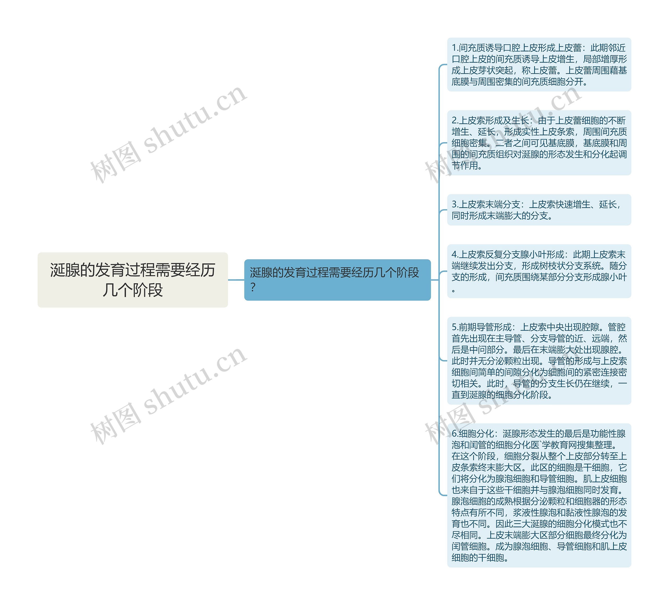 涎腺的发育过程需要经历几个阶段思维导图