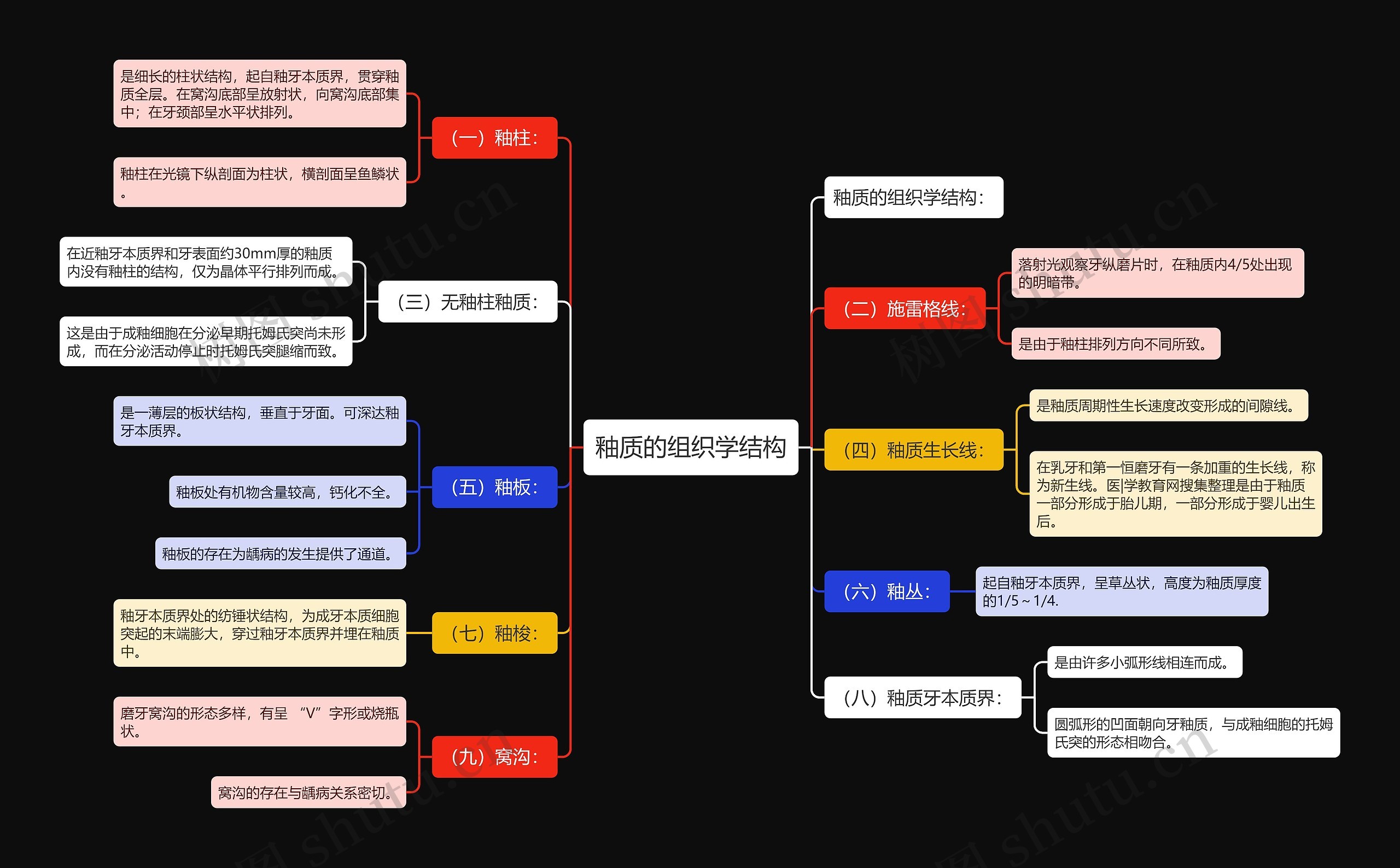 釉质的组织学结构思维导图