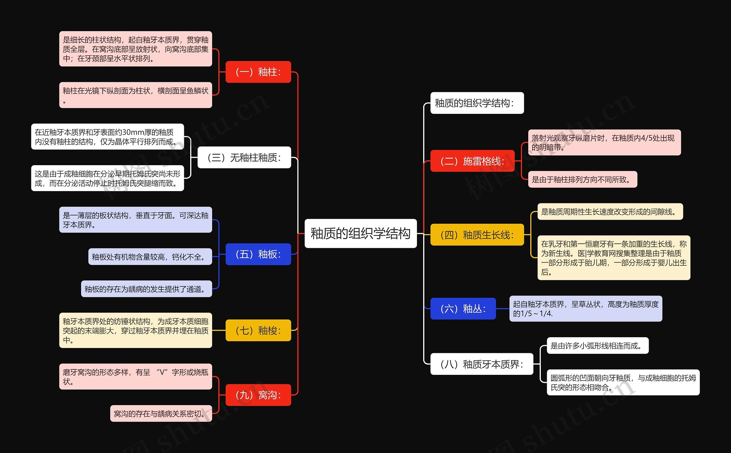 釉质的组织学结构 釉质的组织学结构