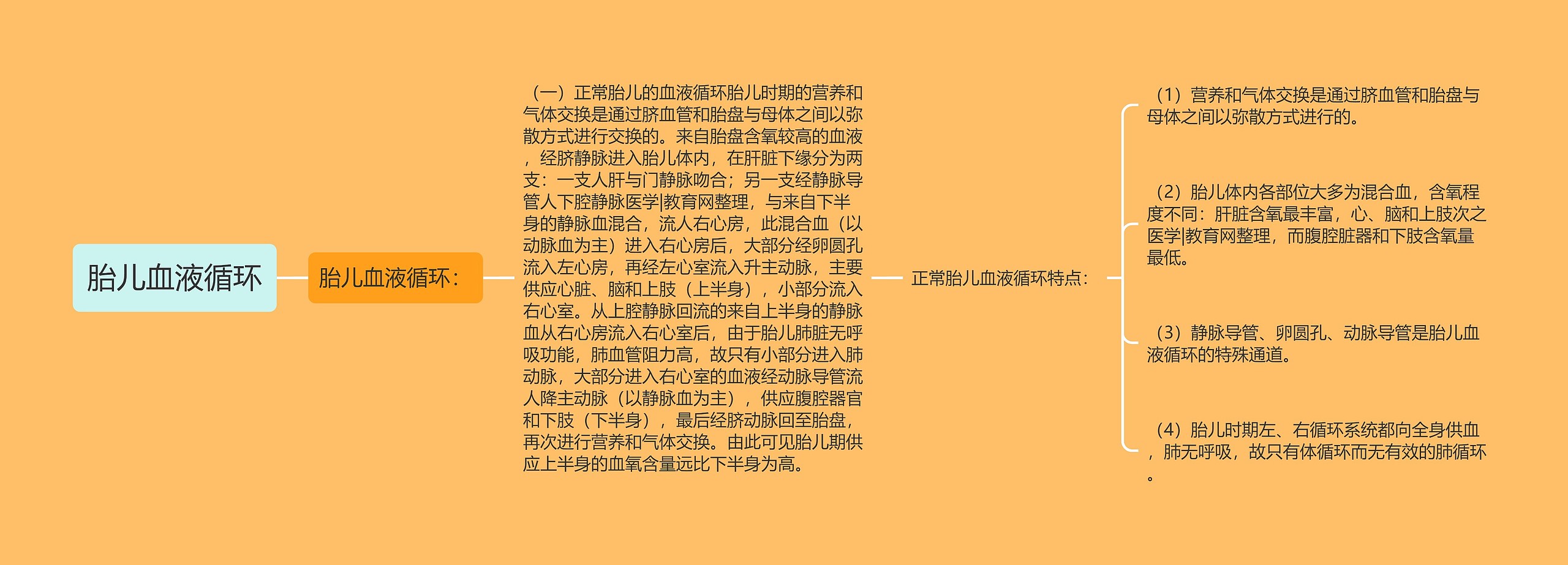 胎儿血液循环