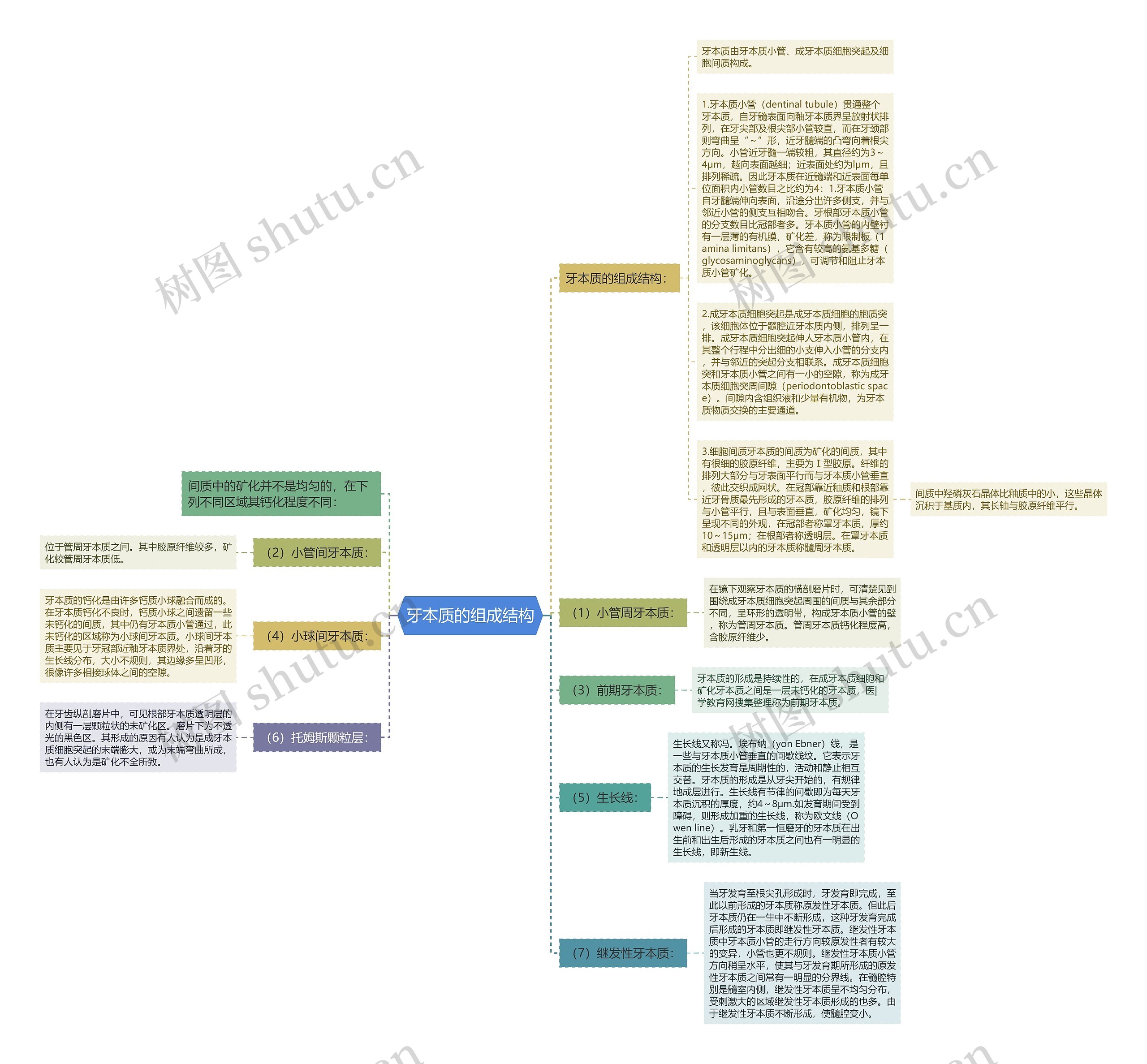 牙本质的组成结构思维导图