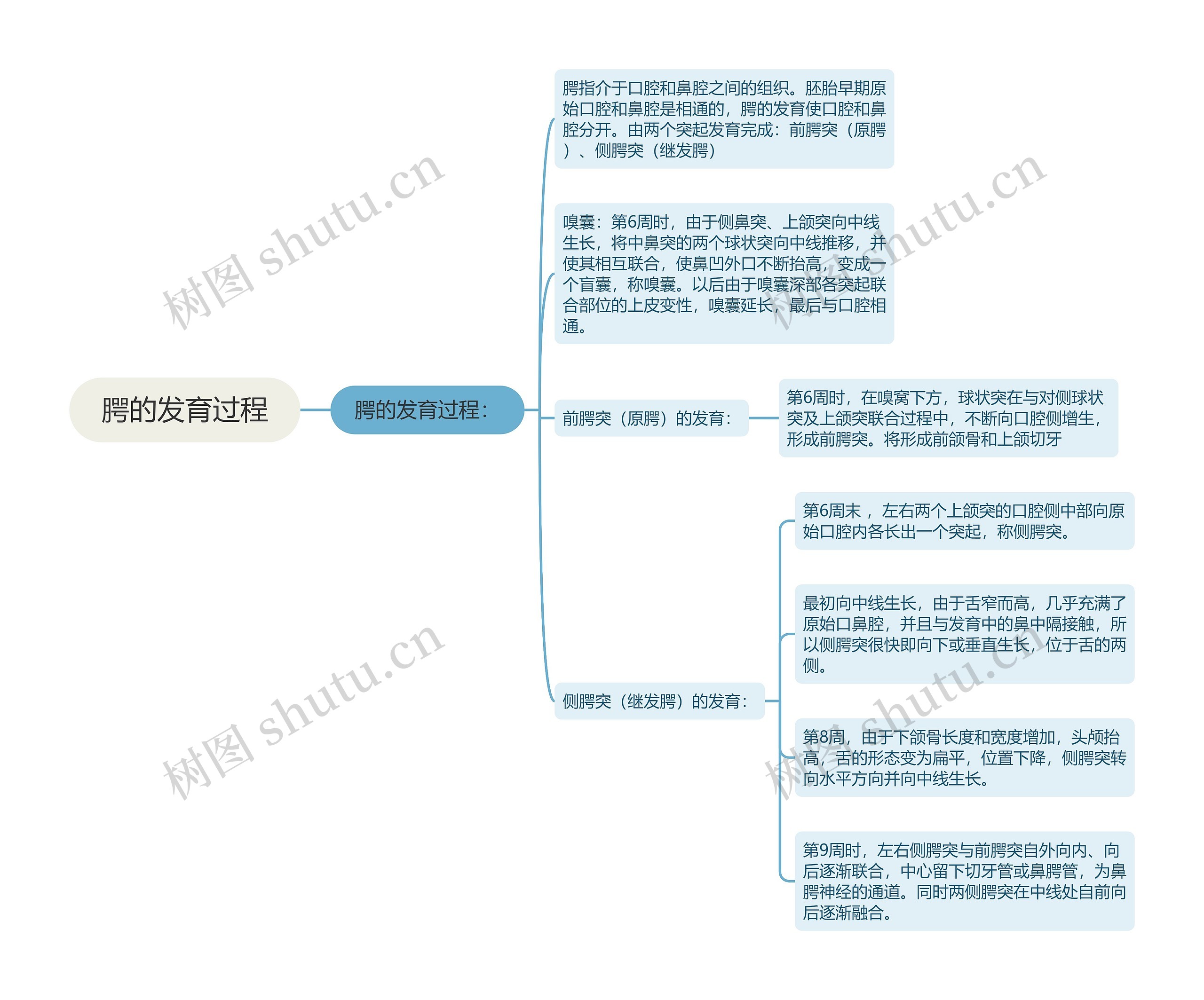 腭的发育过程