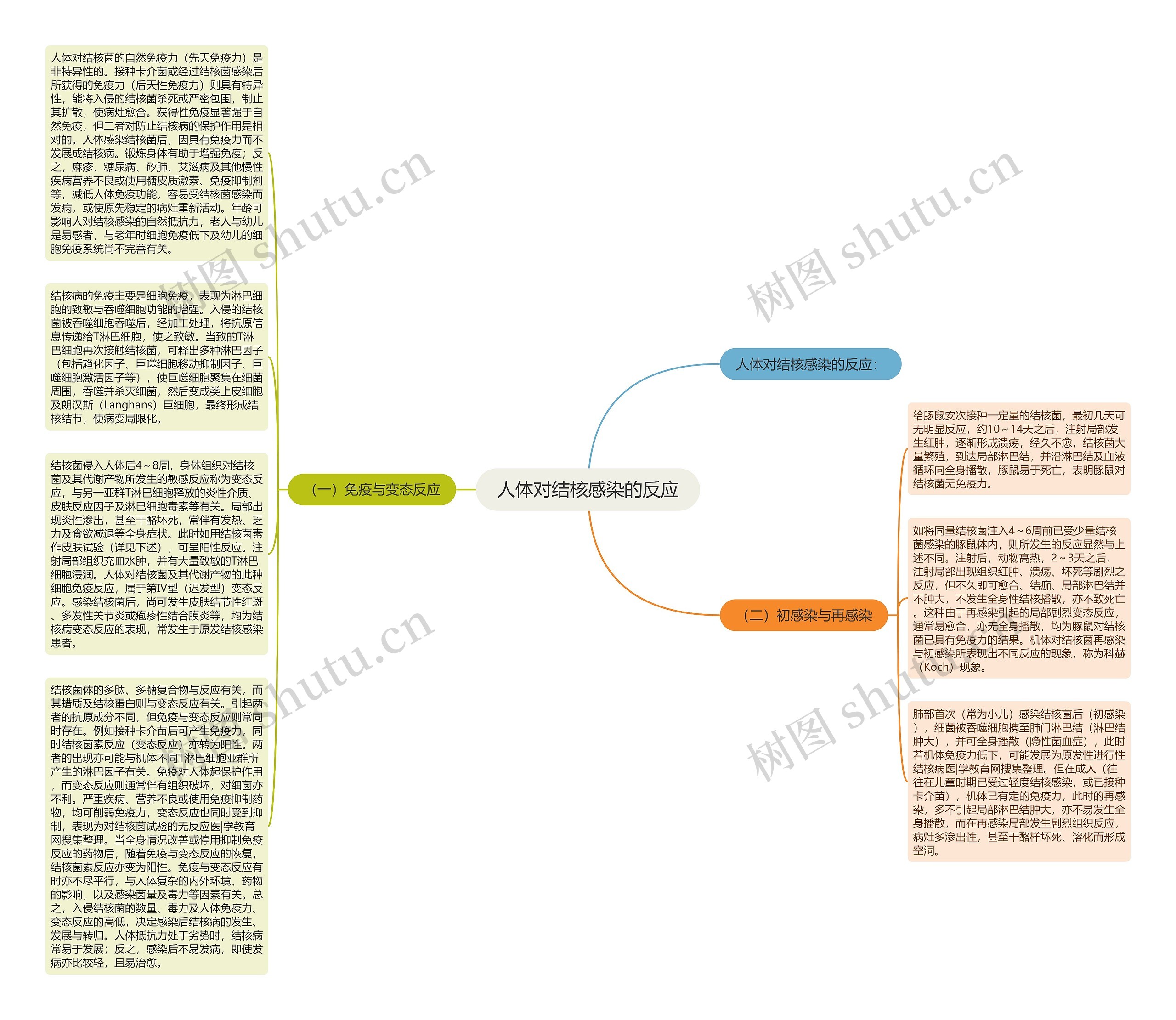 人体对结核感染的反应思维导图