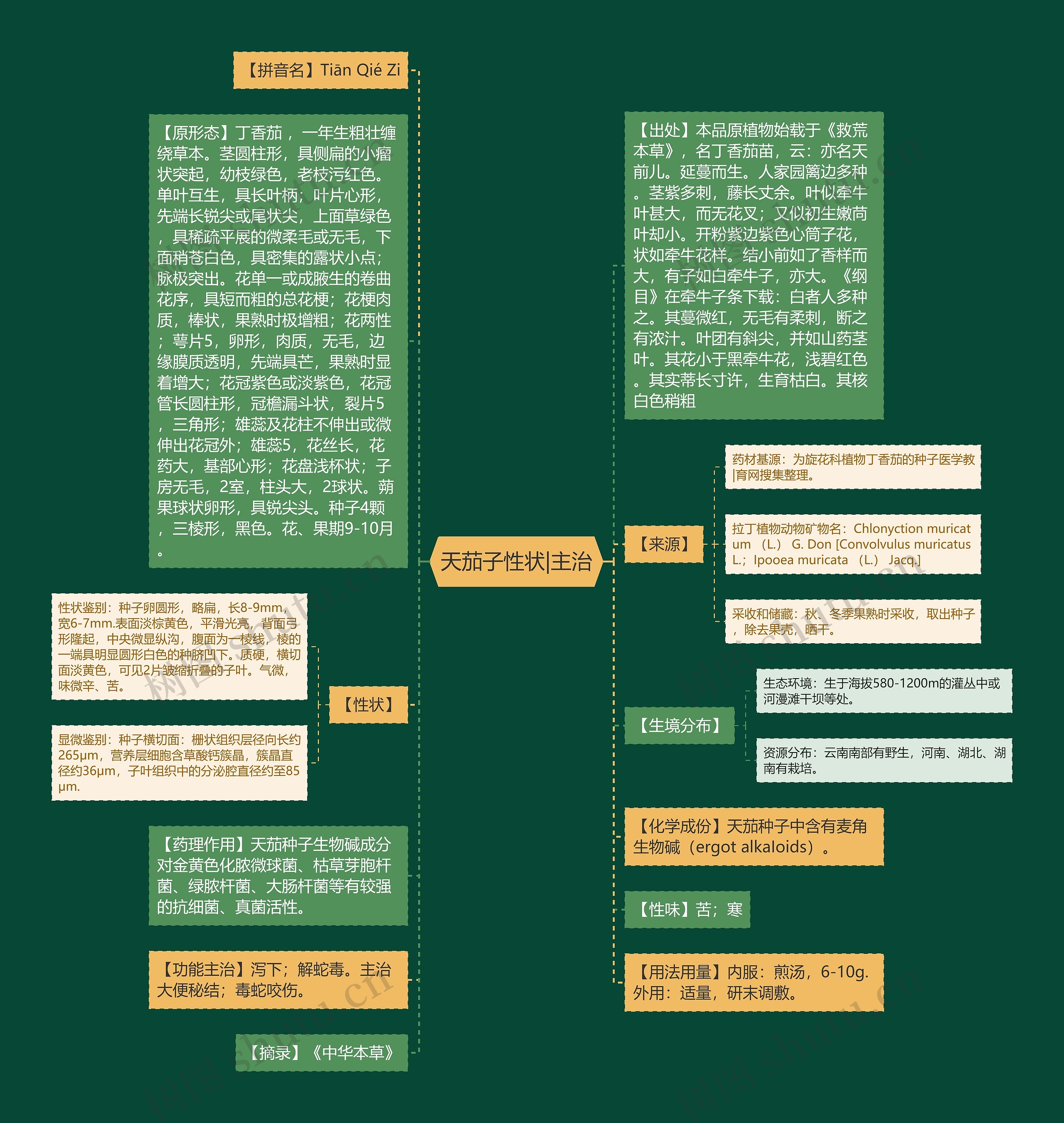 天茄子性状|主治思维导图