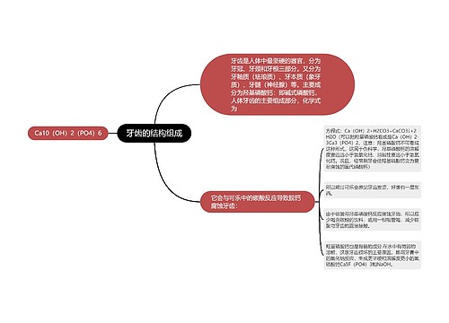 牙齿的结构组成