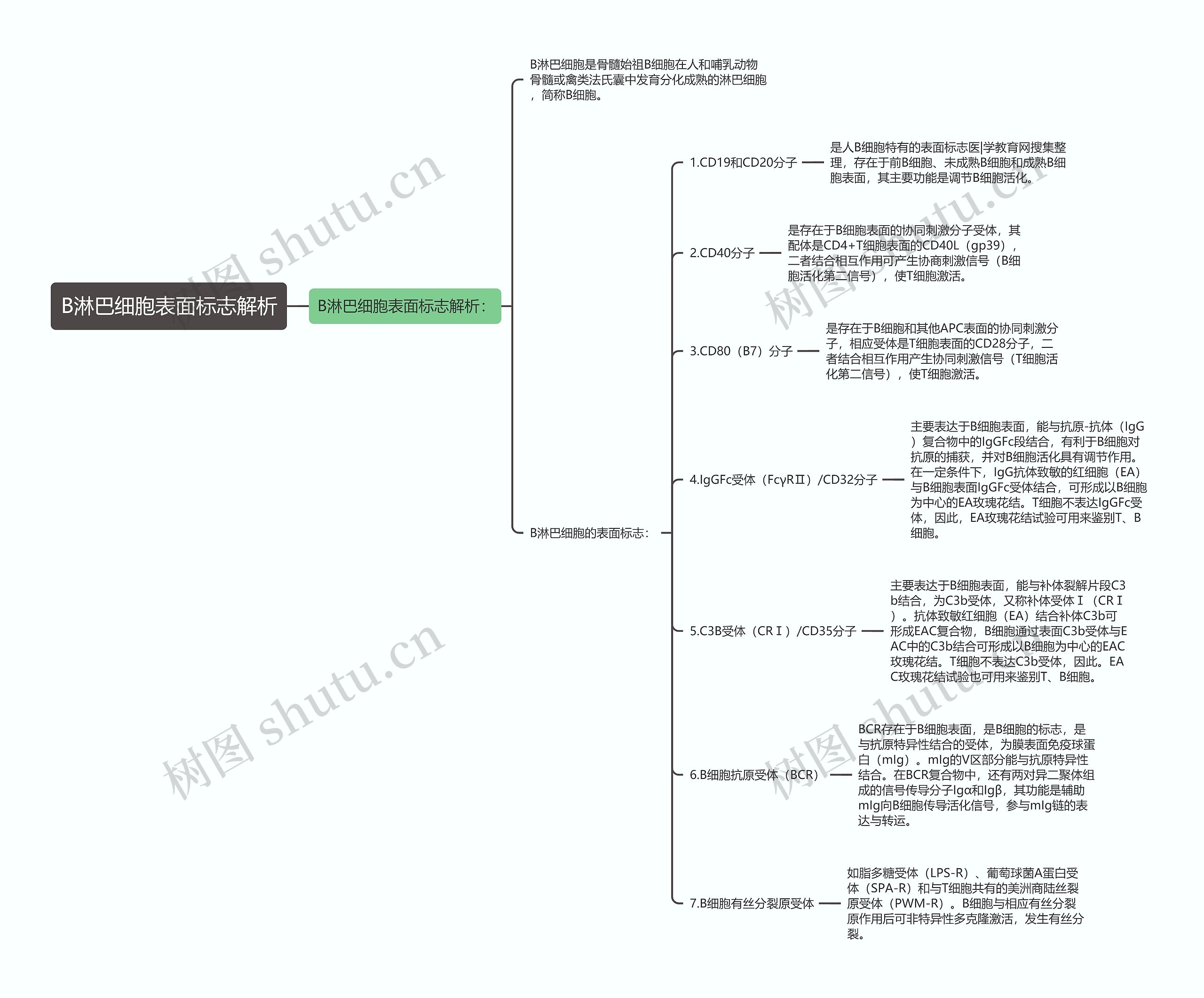 B淋巴细胞表面标志解析 B淋巴细胞表面标志解析