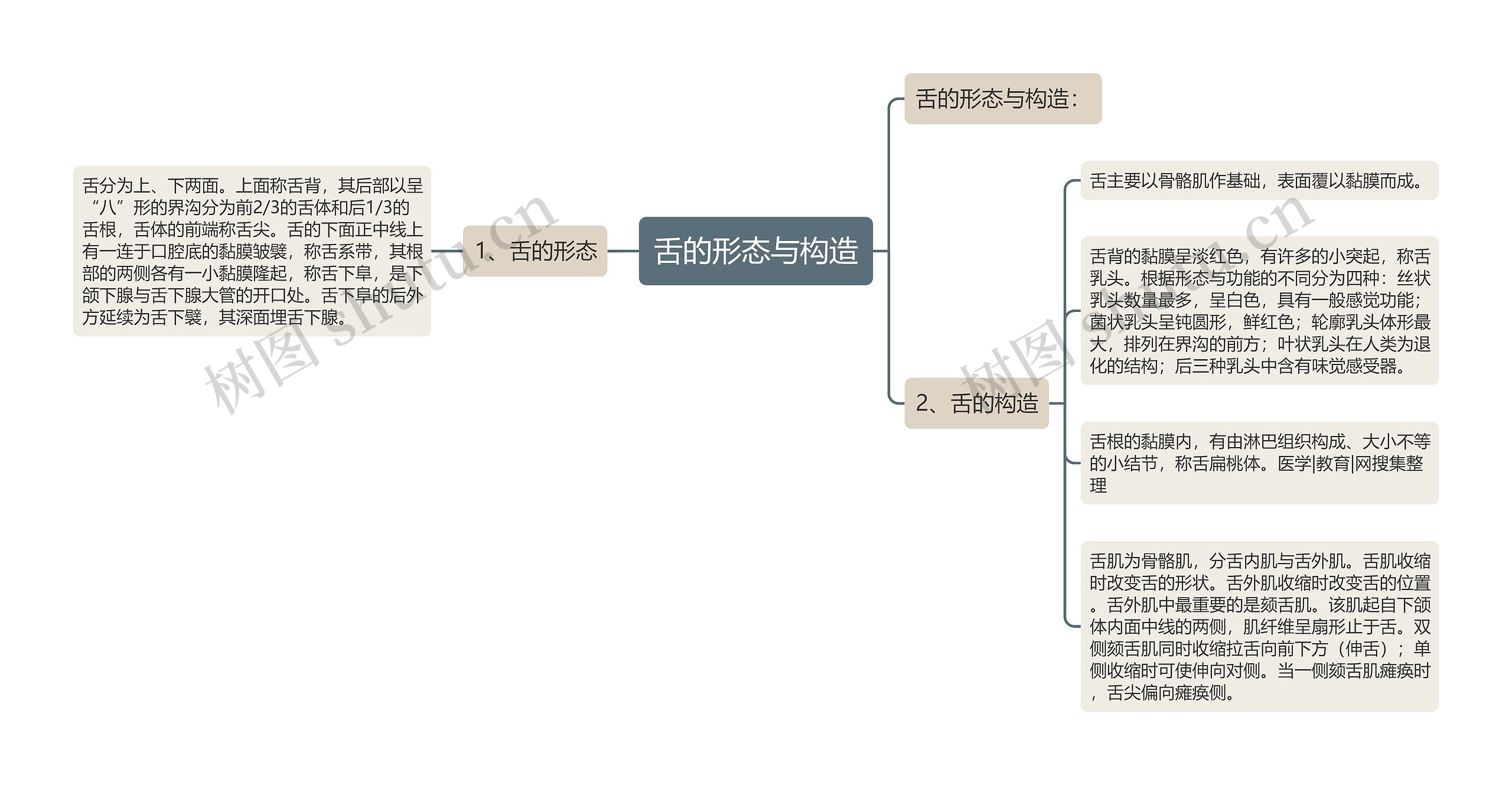 舌的形态与构造